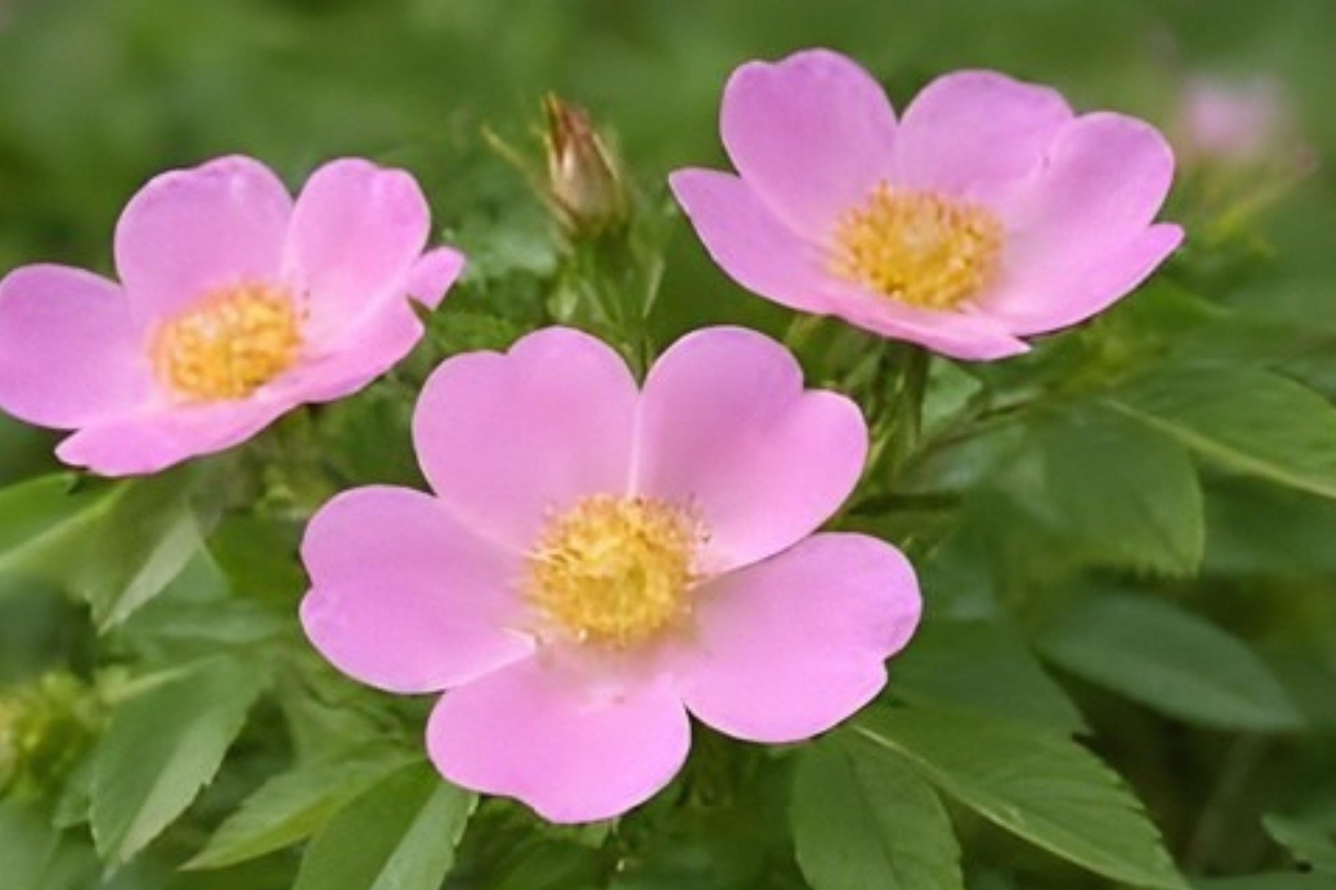 Pasture Rose Seeds - 15 Native Wild Rose Seeds (Rosa carolina) - Soft Pink Blooms, Classic Fragrance for Wildlife Gardens