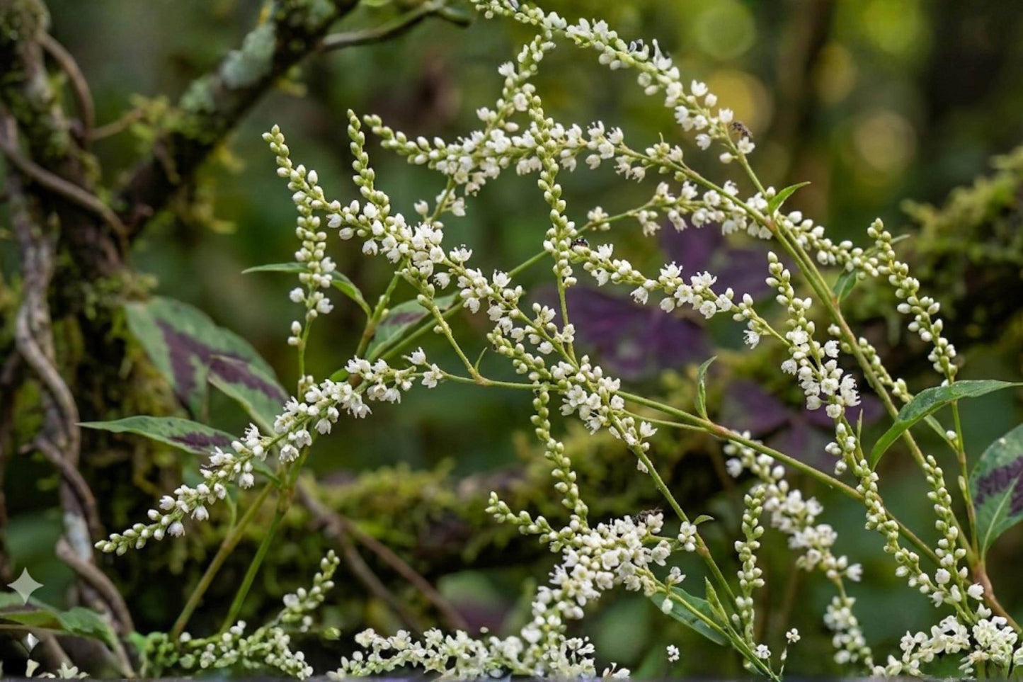 Jumpseed Seeds (15) | Woodland Native Plant | White Flower Spikes | Persicaria virginiana / Polygonum virginianum