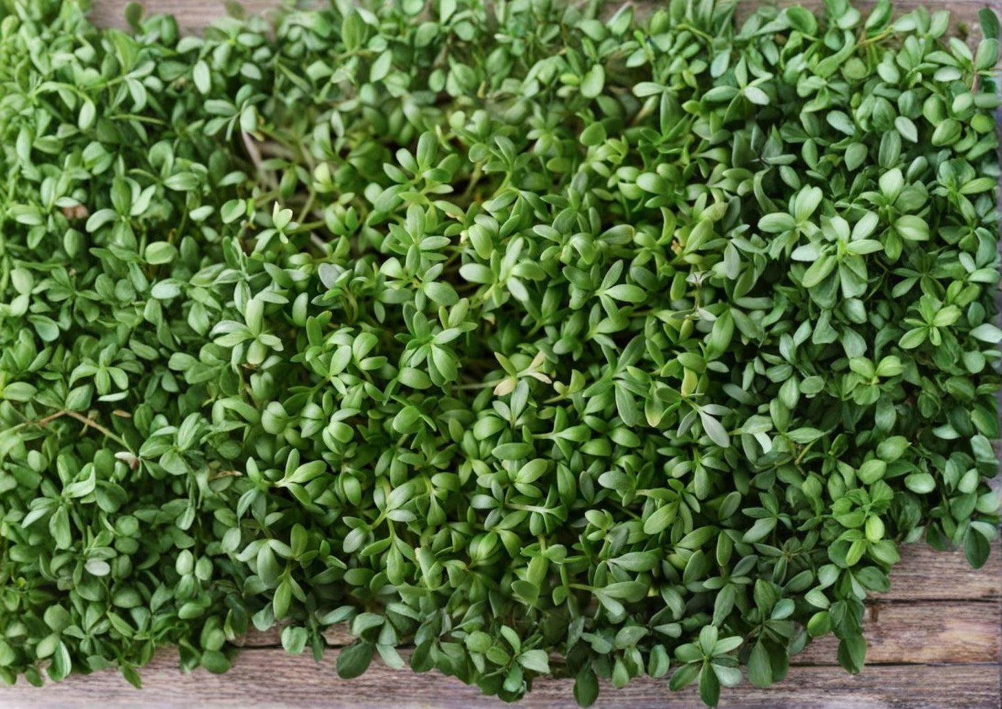 Pepper Cress Seeds - 75 Heirloom Non-GMO Microgreens - Lepidium Sativum - Fast Growing Salad Herb Planting Seeds