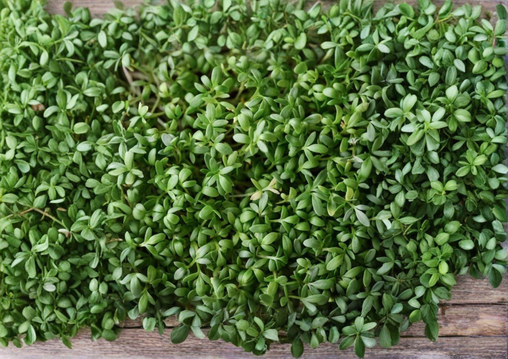 Pepper Cress Seeds - 75 Heirloom Non-GMO Microgreens - Lepidium Sativum - Fast Growing Salad Herb Planting Seeds