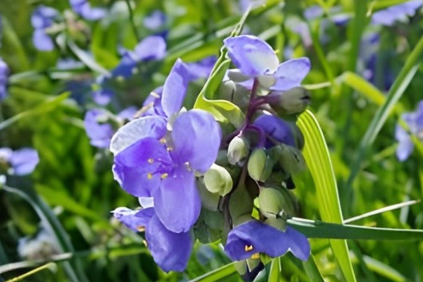Ohio Spiderwort Seeds (25) - Native Blue Wildflower for Pollinator Gardens, Tradescantia ohiensis