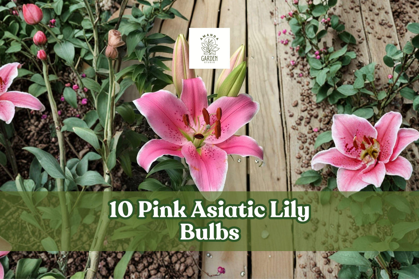 10 Pink Asiatic Lily Bulbs - Lilium spp. - Easy to Grow Perennial Flowering Bulbs for Garden Beds & Containers