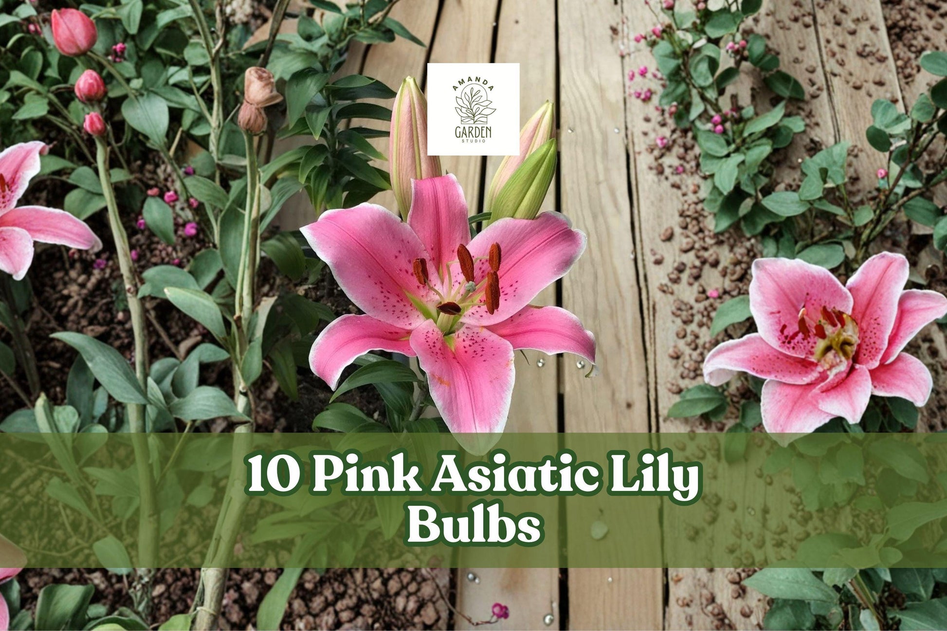 10 Pink Asiatic Lily Bulbs - Lilium spp. - Easy to Grow Perennial Flowering Bulbs for Garden Beds & Containers