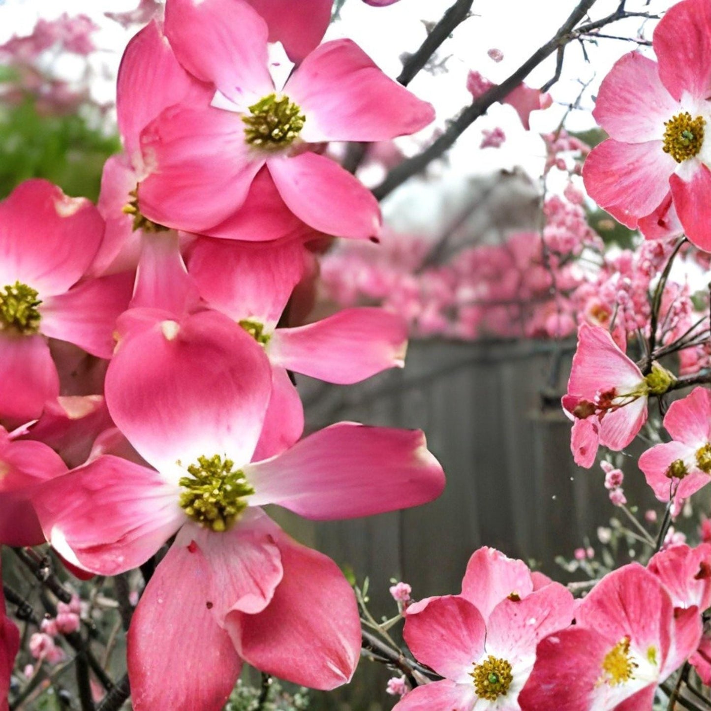 Pink Dogwood Cuttings | 6 Unrooted Cuttings | Heirloom Flowering Tree | Cornus florida | Deep Pink Blooms