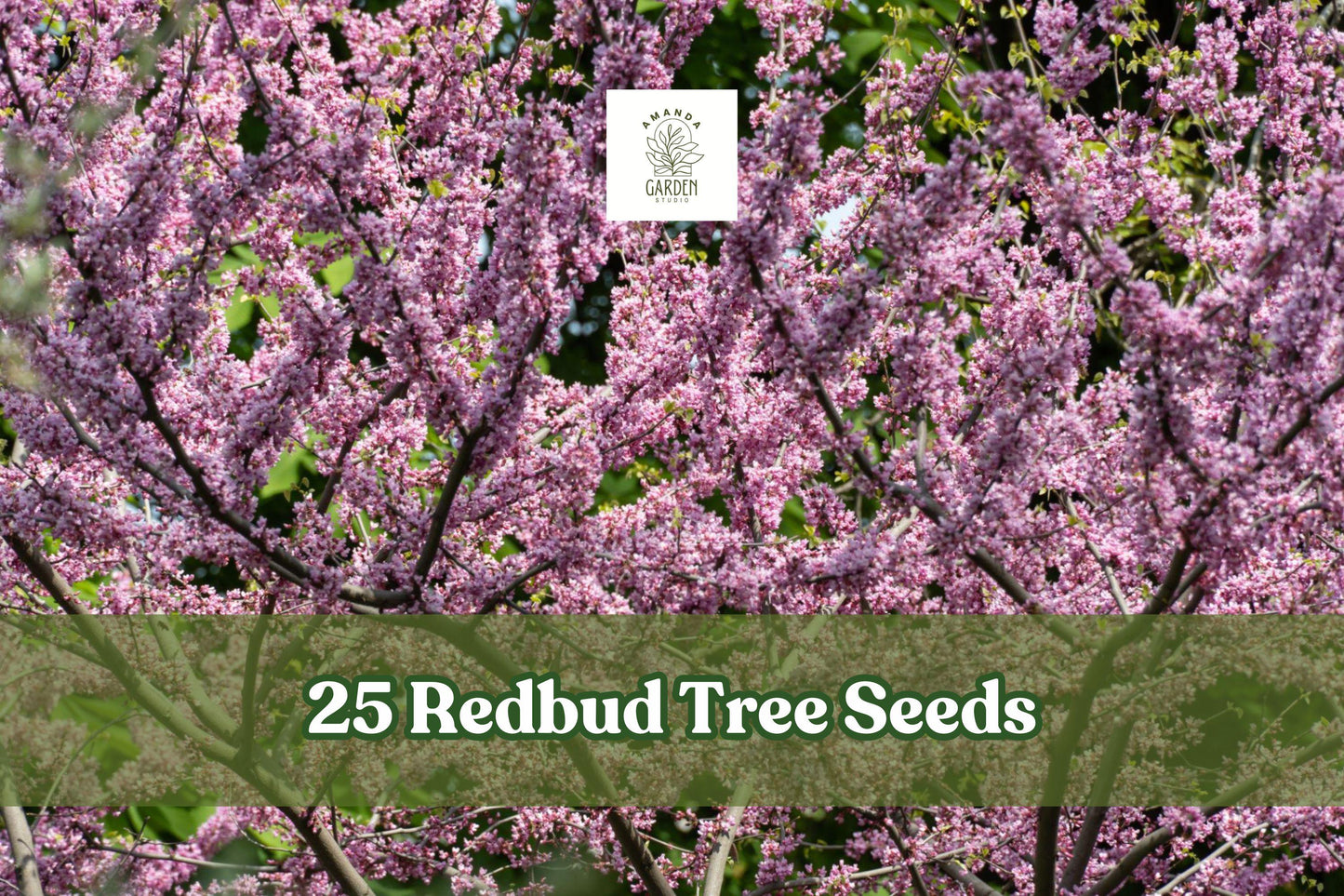 Redbud Tree Seeds - 25 Pink Bloom Seeds - Cercis canadensis - Ornamental Tree for Landscaping & Garden Accents