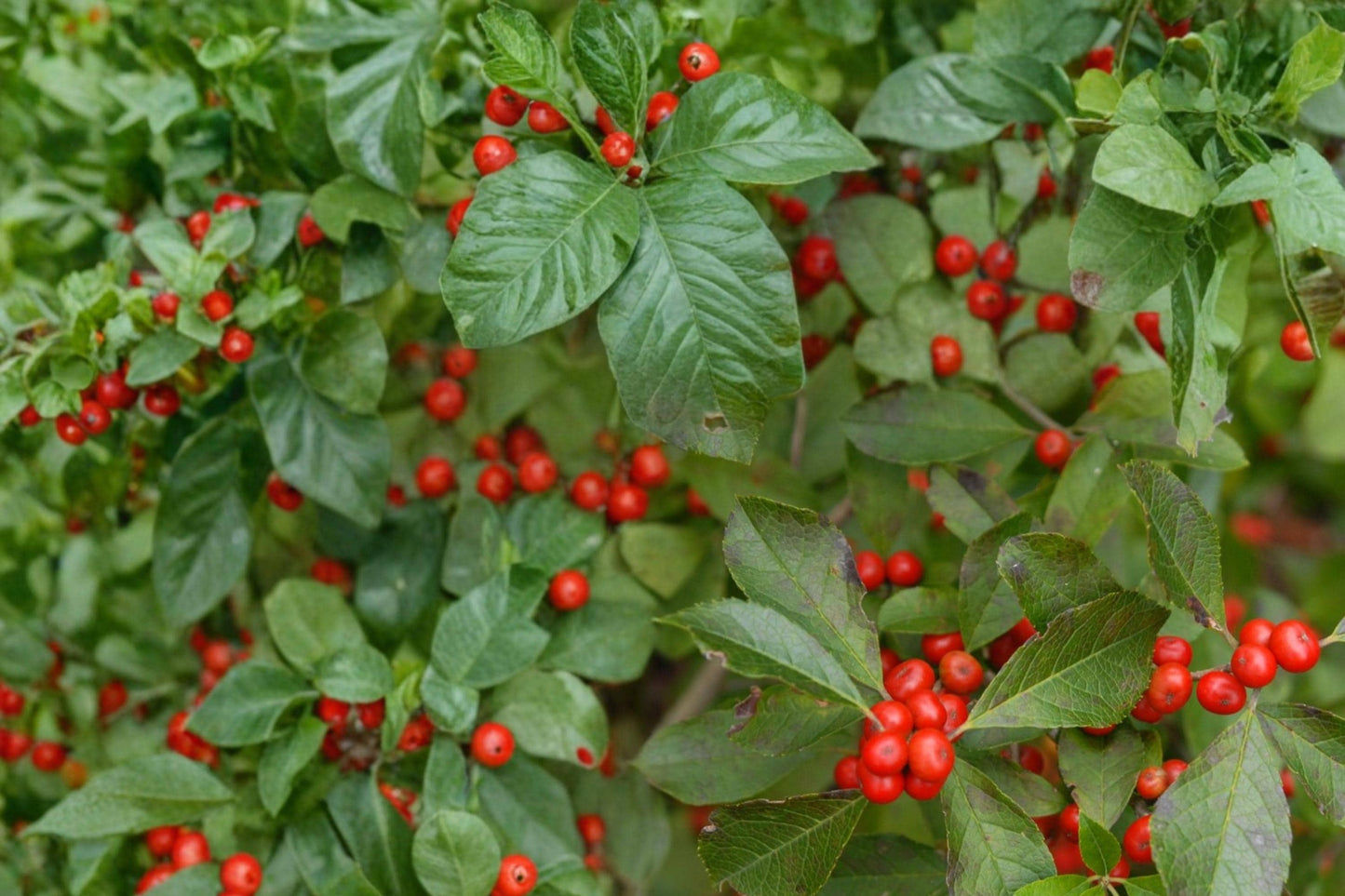 Winterberry Holly Seeds – 25 Seeds Ilex verticillata – Deciduous Shrub with Bright Red Berries for Hedges & Woodland Edges