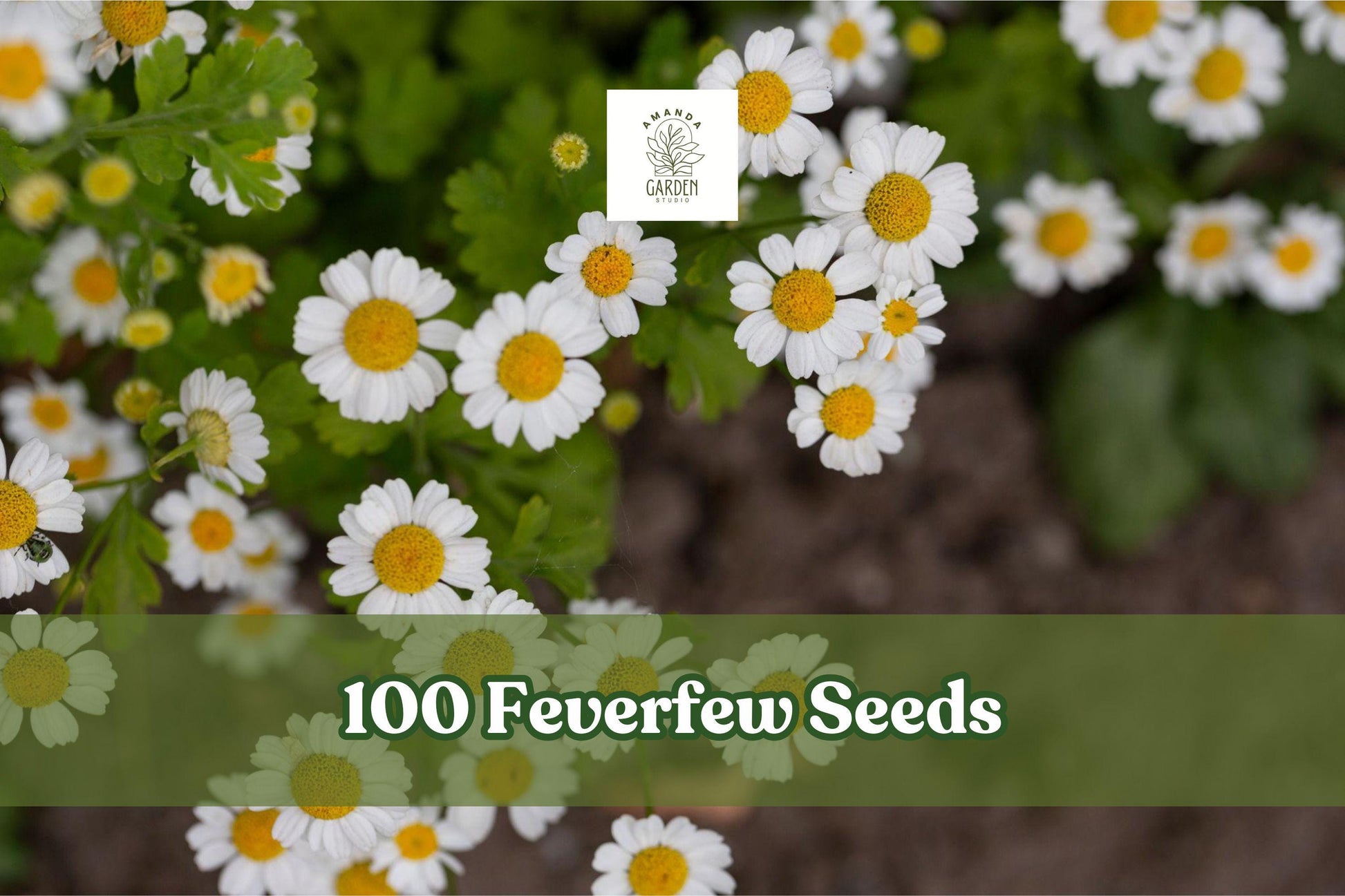 Feverfew Seeds - 100+ White Daisy-Like Flower Seeds - Tanacetum parthenium - Hardy Herb for Garden Borders & Containers