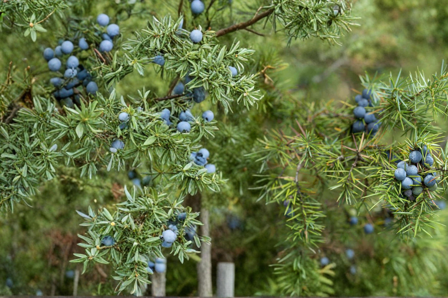 Common Juniper Seeds - 25 Evergreen Conifer Seeds - Juniperus communis - Needle-like Foliage for Ground Cover & Hedges