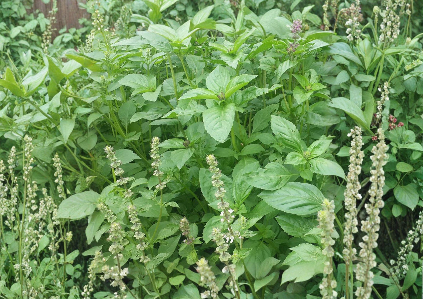 Lemon Basil Seeds - 75 Heirloom Non-GMO Aromatic Citrus Herb - Ocimum Basilicum - Sweet Basil for Garden Planting