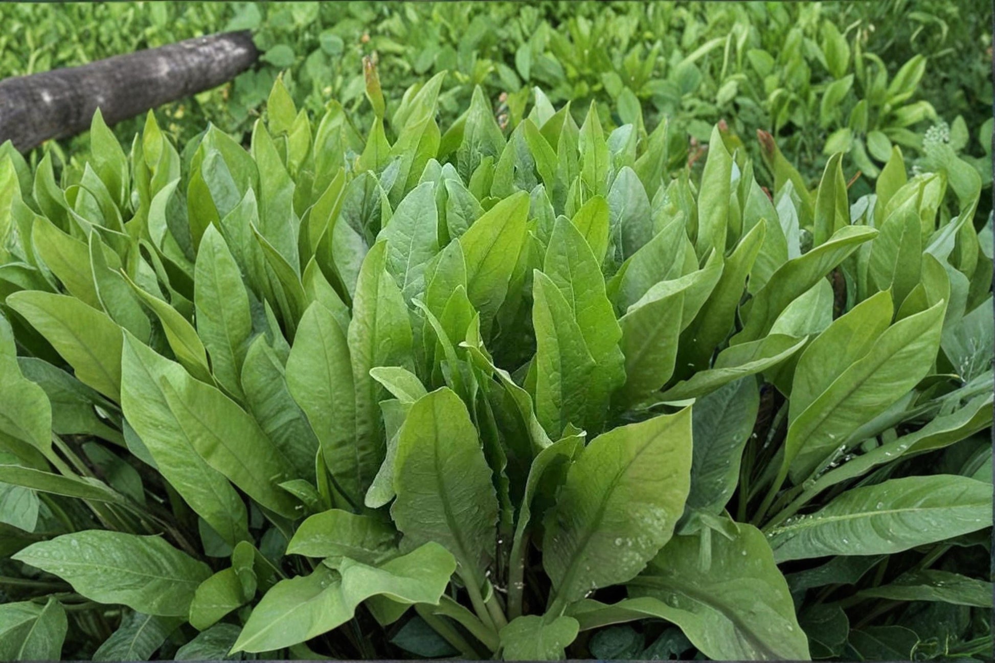 Asparagus Lettuce Seeds 200 Count - Lactuca sativa var. angustana - Fast-Growing Annual Vegetable for Garden or Kitchen