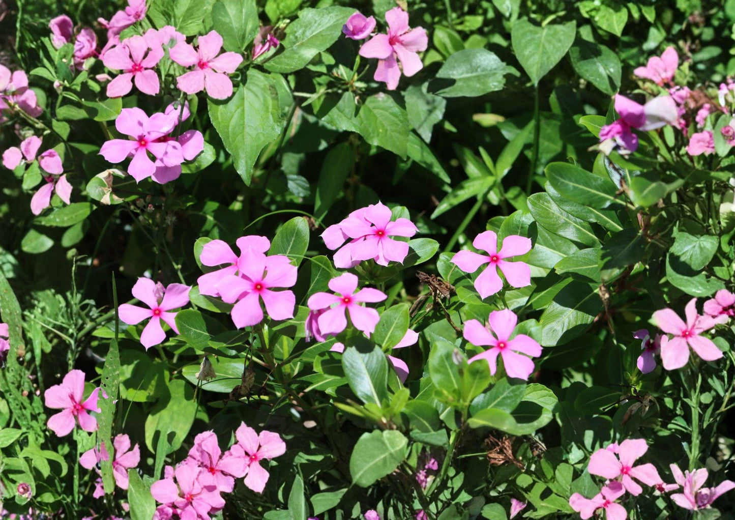 100 Madagascar Periwinkle Seeds, Heirloom Non-GMO Rosy Periwinkle, Catharanthus roseus, Annual Flower Garden Seeds