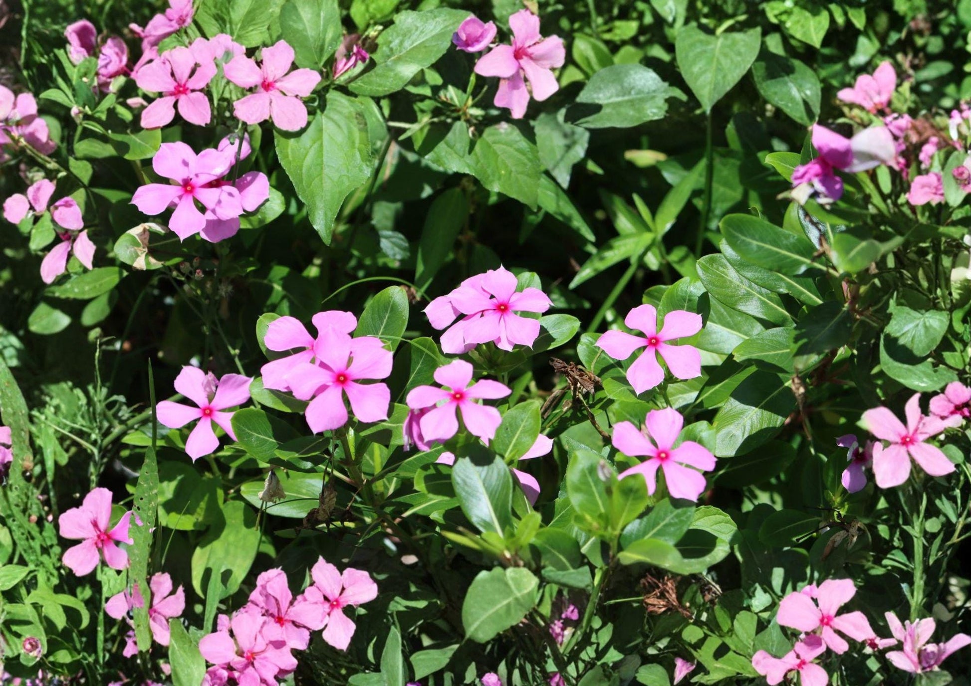 100 Madagascar Periwinkle Seeds, Heirloom Non-GMO Rosy Periwinkle, Catharanthus roseus, Annual Flower Garden Seeds