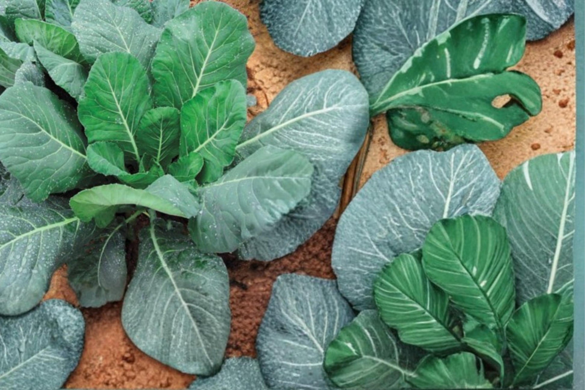 Collard Seeds 250 Count - Champion Collards, Brassica oleracea, Dark Green Leaves, Herbaceous Vegetable for Garden