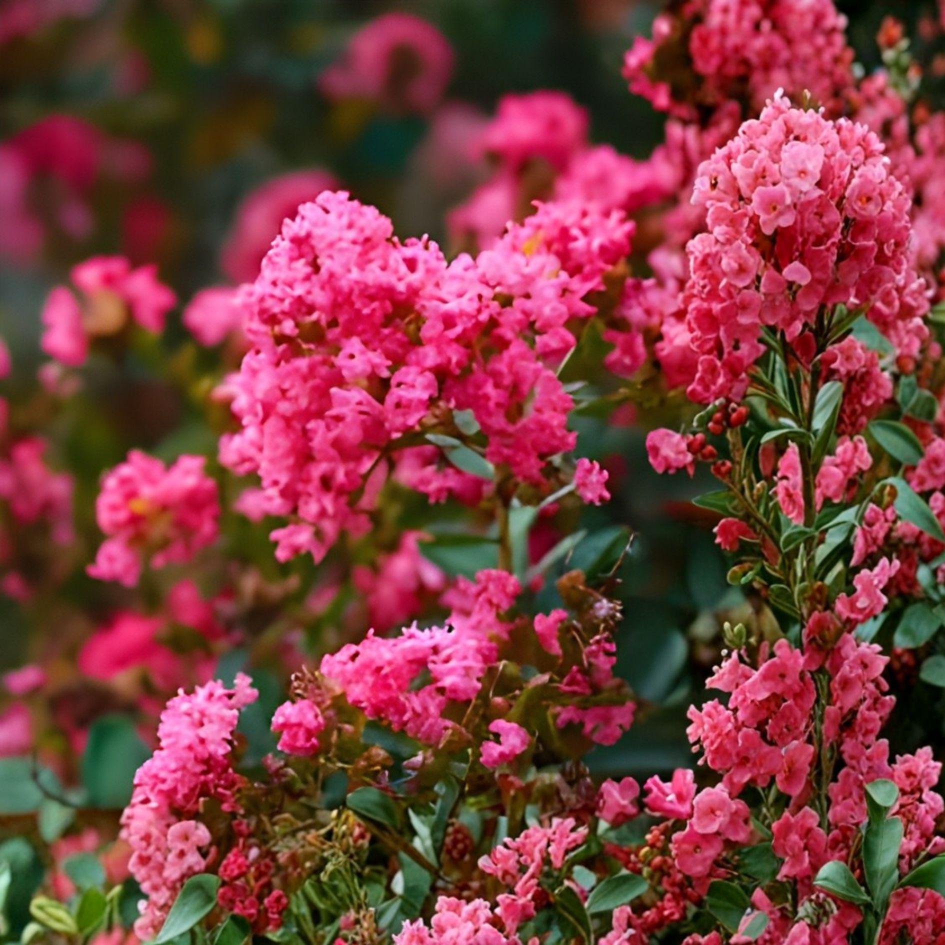 Heirloom Crape Myrtle Cuttings | 8 Unrooted | Deep Pink Blooms | Lagerstroemia indica