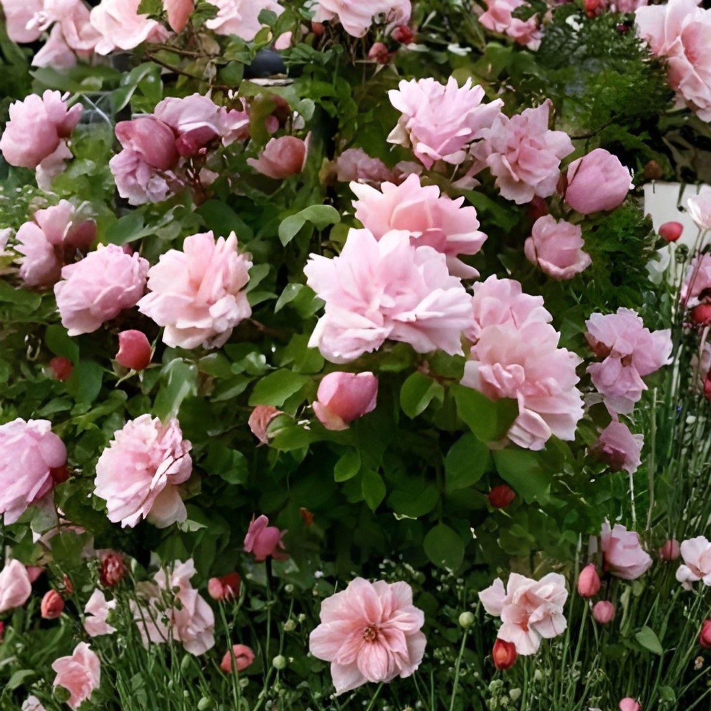 Climbing Rose Cuttings | 8 Unrooted | Pink Blooming Heirloom Southern Roses | Rosa spp. | Cottage Garden