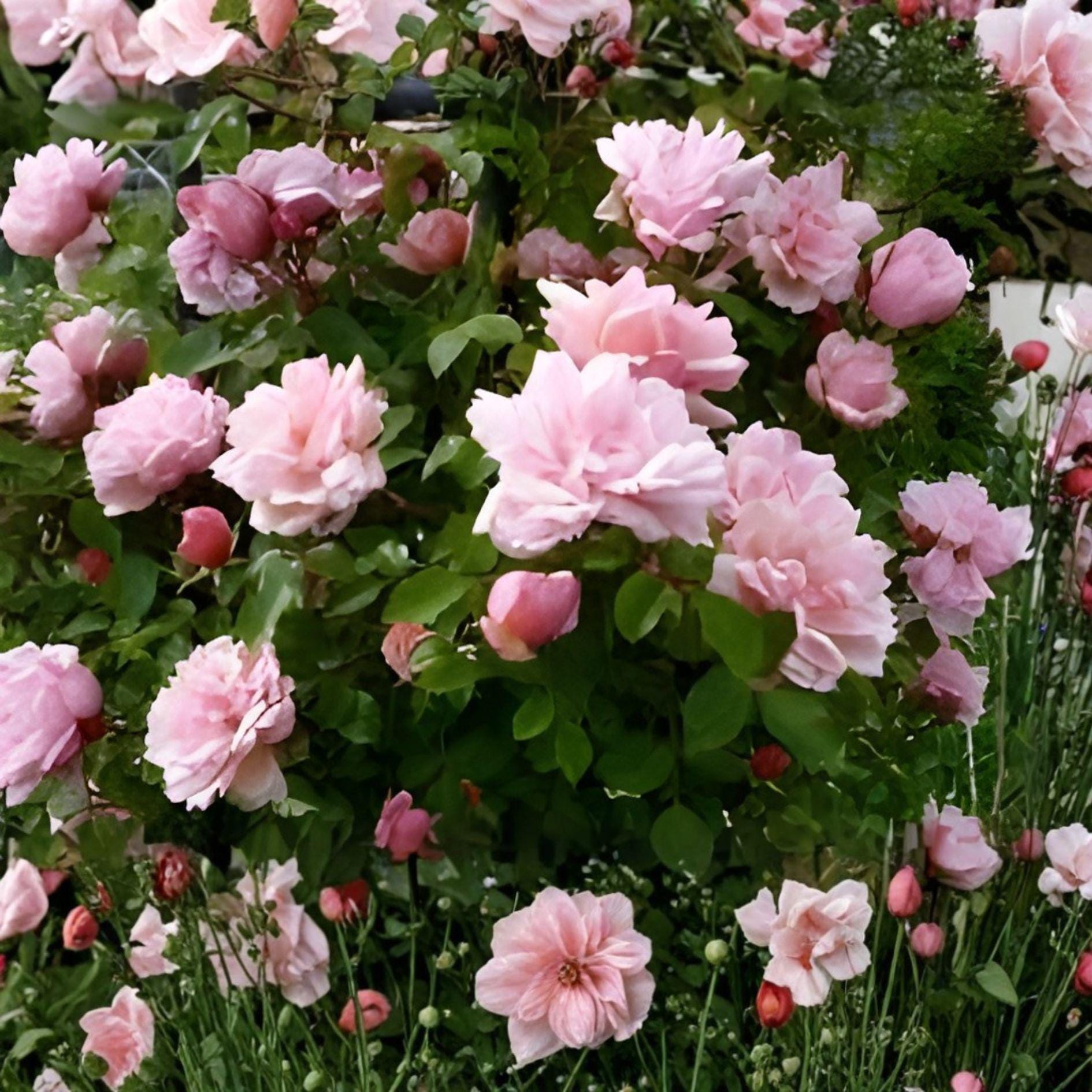 Climbing Rose Cuttings | 8 Unrooted | Pink Blooming Heirloom Southern Roses | Rosa spp. | Cottage Garden