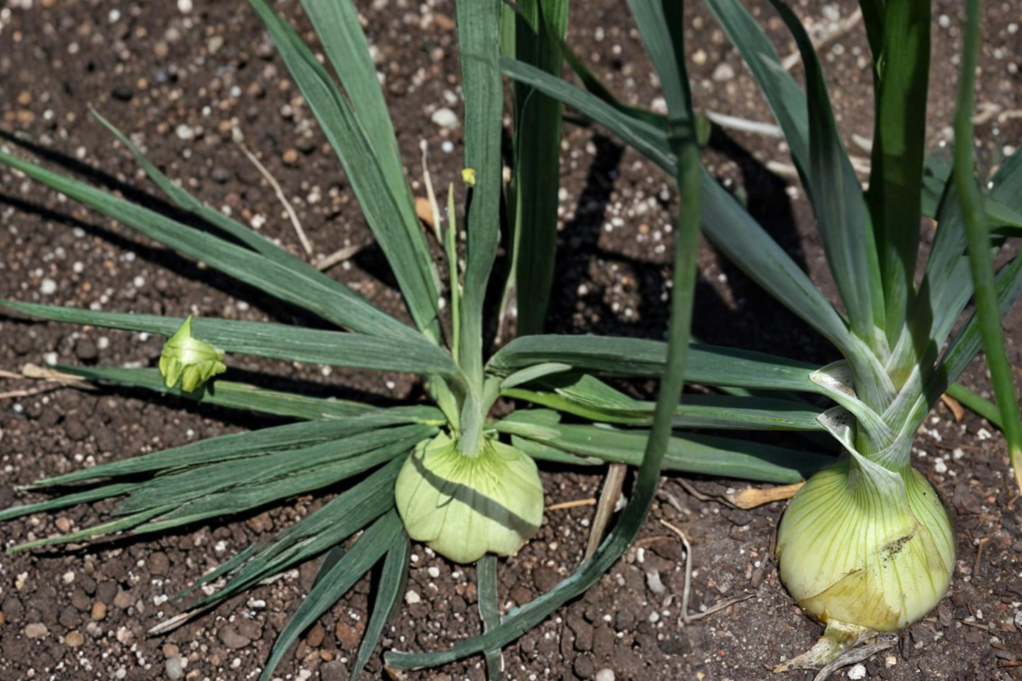 Walla Walla Onion Seeds 50 Count - Bulb-Forming Vegetable - Allium cepa - Large Size for Garden Planting