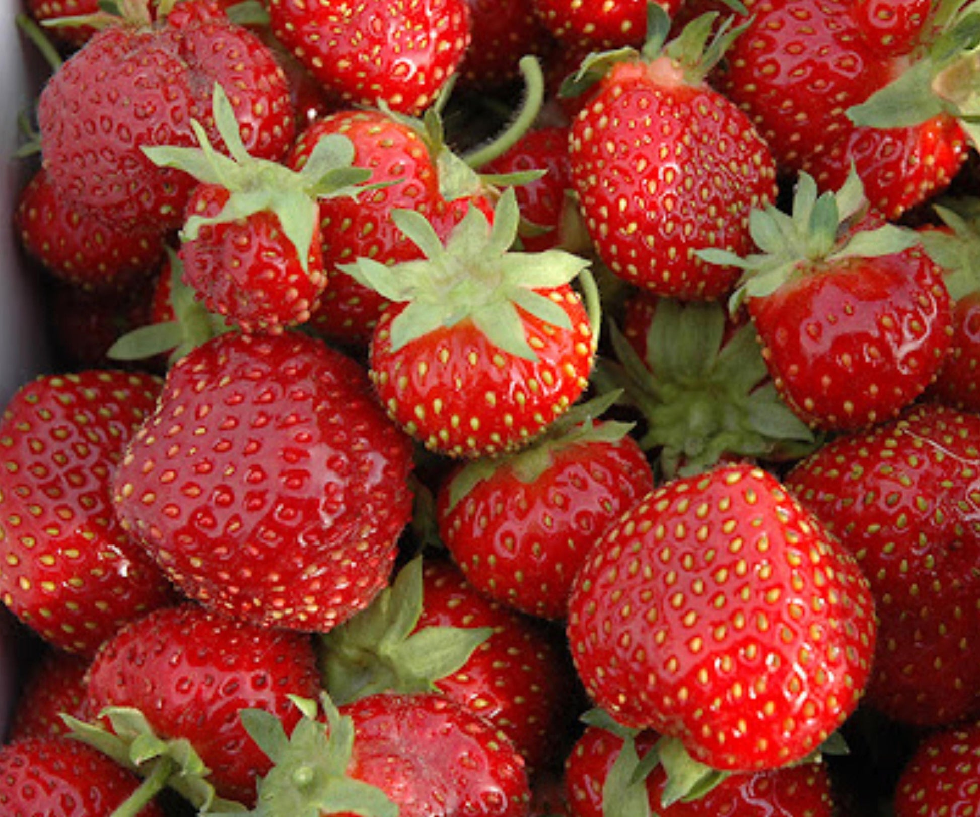 Seascape Strawberry Plants - 10 Bare Root Day Neutral Edible Berries - Fragaria - Sweet Garden Fruit for Continuous Harvest