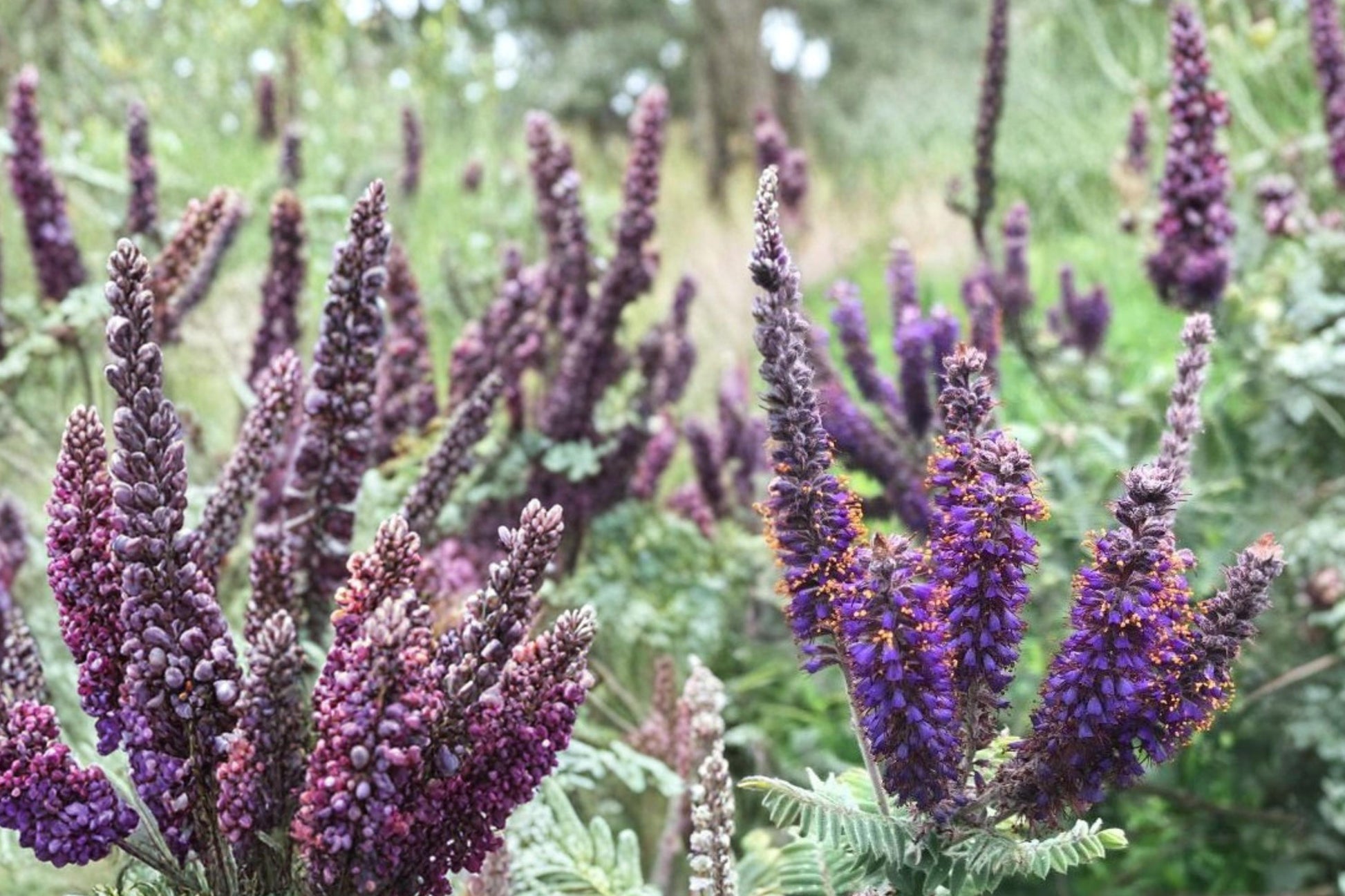 Leadplant Seeds - 40 Count - Purple Flower Spikes with Orange Accents - Amorpha canescens - Native Perennial Shrub for Prairies