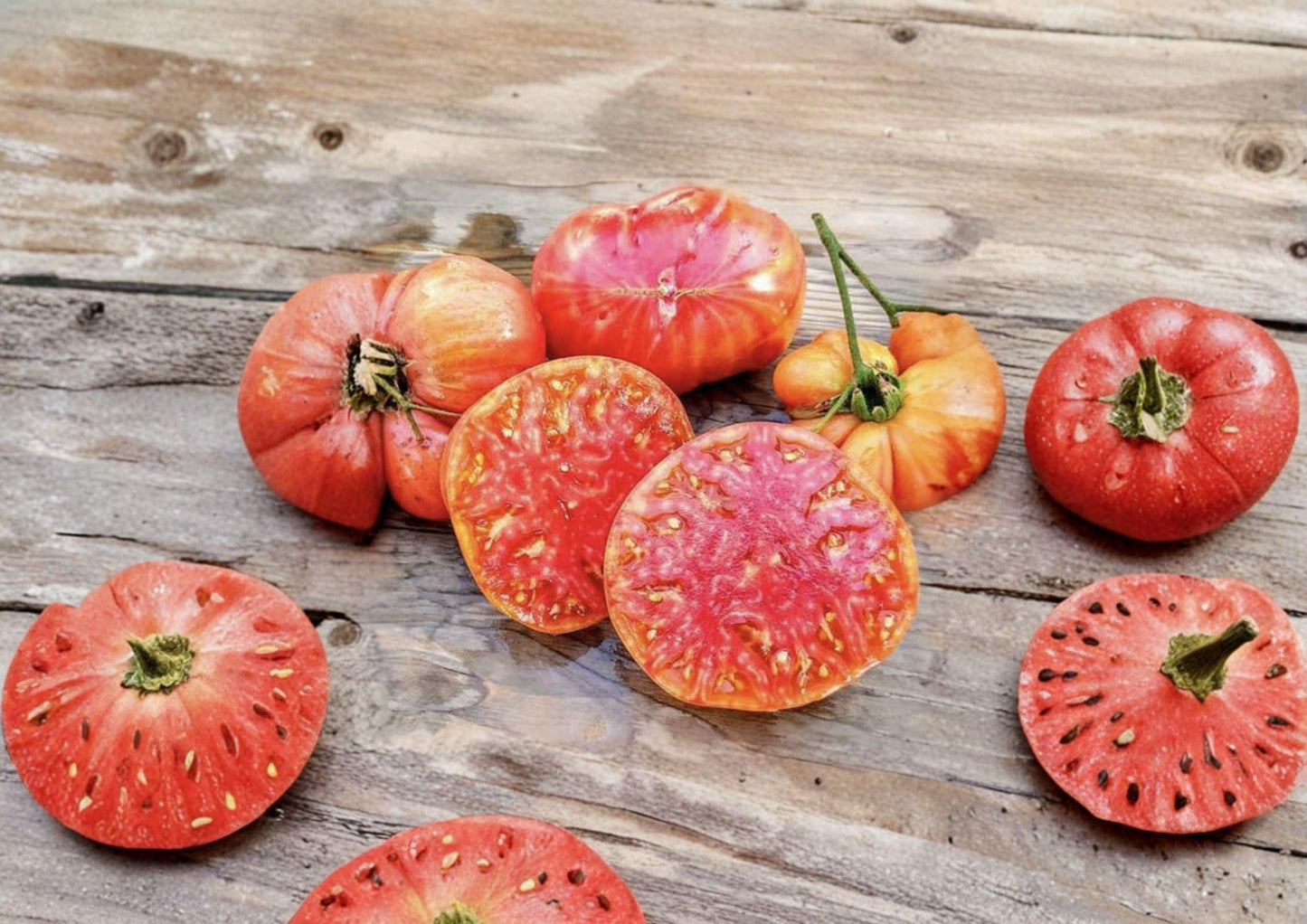 Hillbilly Tomato Seeds - 120+ Heirloom Non-GMO Large Bicolor Sweet Seeds (Solanum Lycopersicum) for Garden Planting
