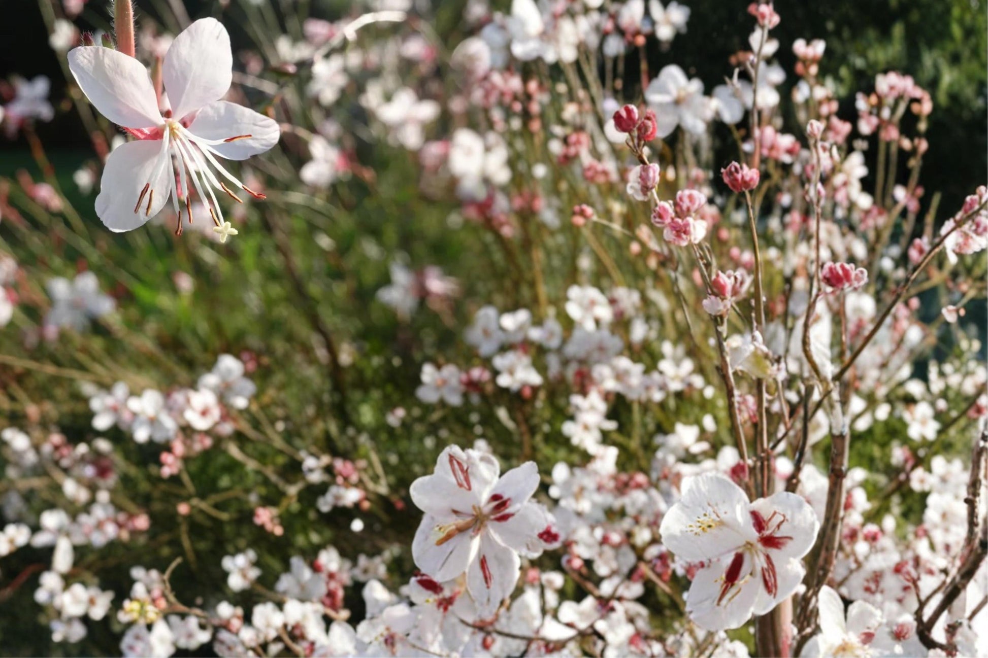 Biennial Beeblossom Seeds - 10 Seeds - Gaura biennis - White to Pale Pink Wildflower for Prairies & Meadows