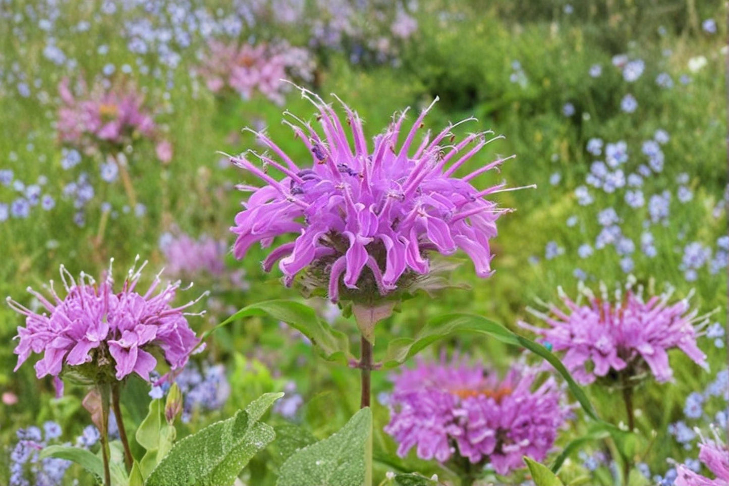 Lemon Mint Seeds 100 Count - Purple Flowering Herb - Monarda citriodora - Aromatic Annual for Pollinator Gardens