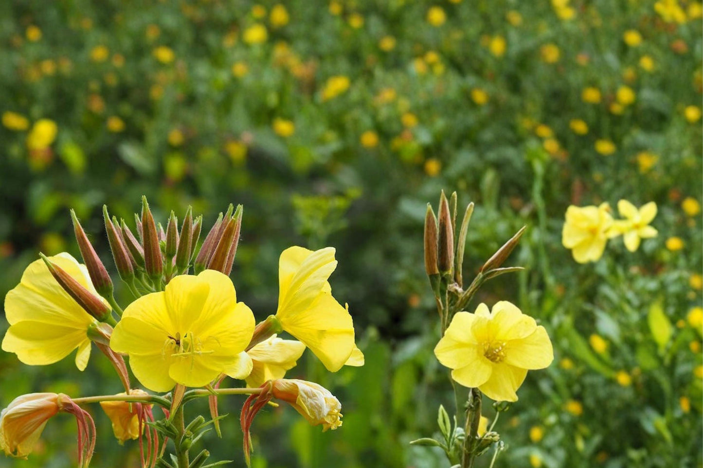 Evening Primrose Seeds - 100 Count - Yellow Wildflower - Oenothera biennis - Biennial Herbaceous Plant for Meadows and Gardens