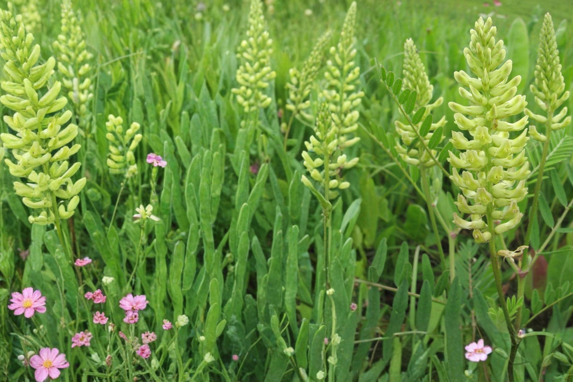 Canadian Milk Vetch Seeds - 50 Count - Herbaceous Perennial with Creamy White Flowers - Astragalus canadensis