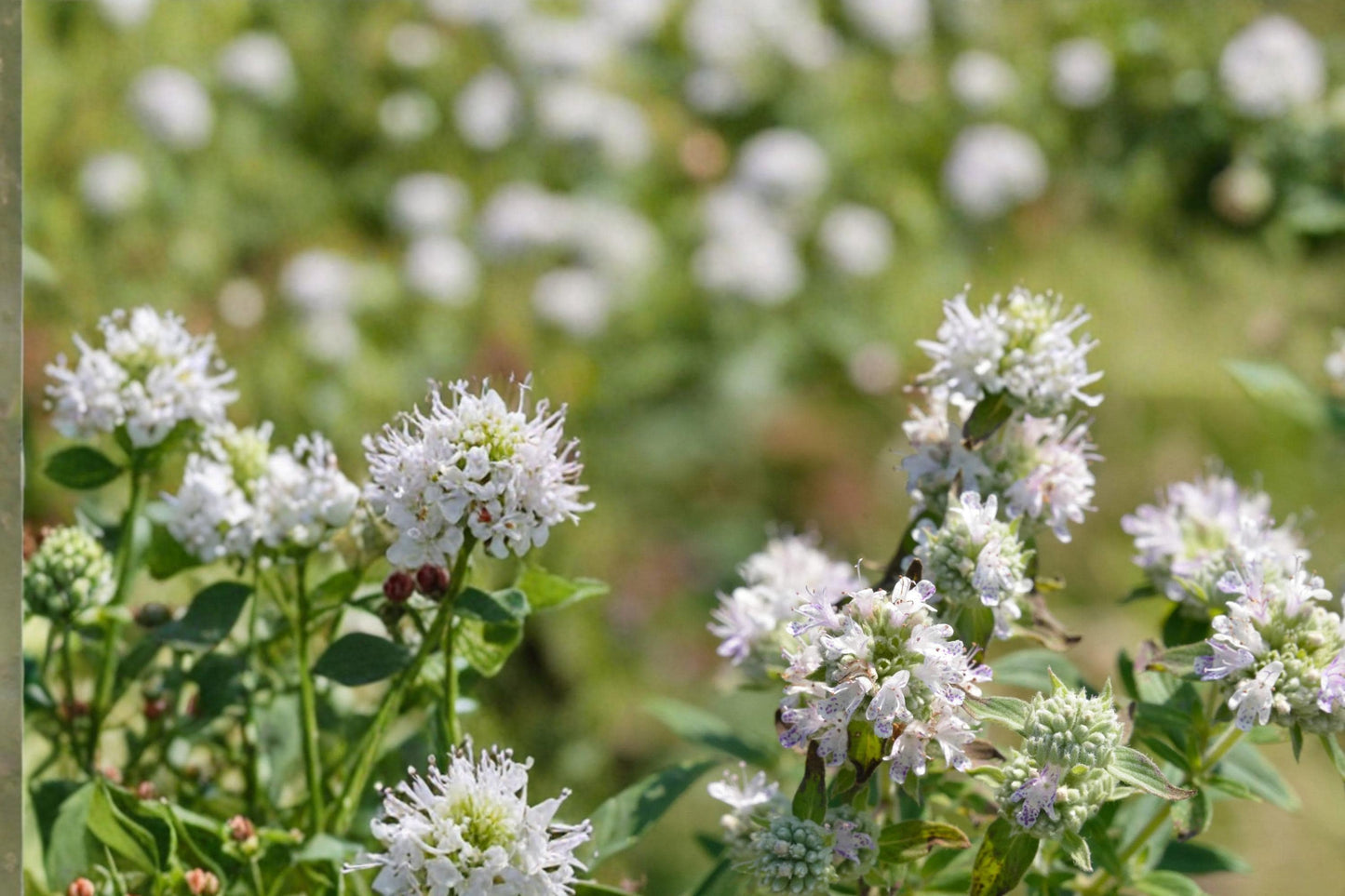 Hairy Mountain Mint Seeds - 100 Count - Pycnanthemum pilosum - Native Perennial with Aromatic Foliage & White Flowers