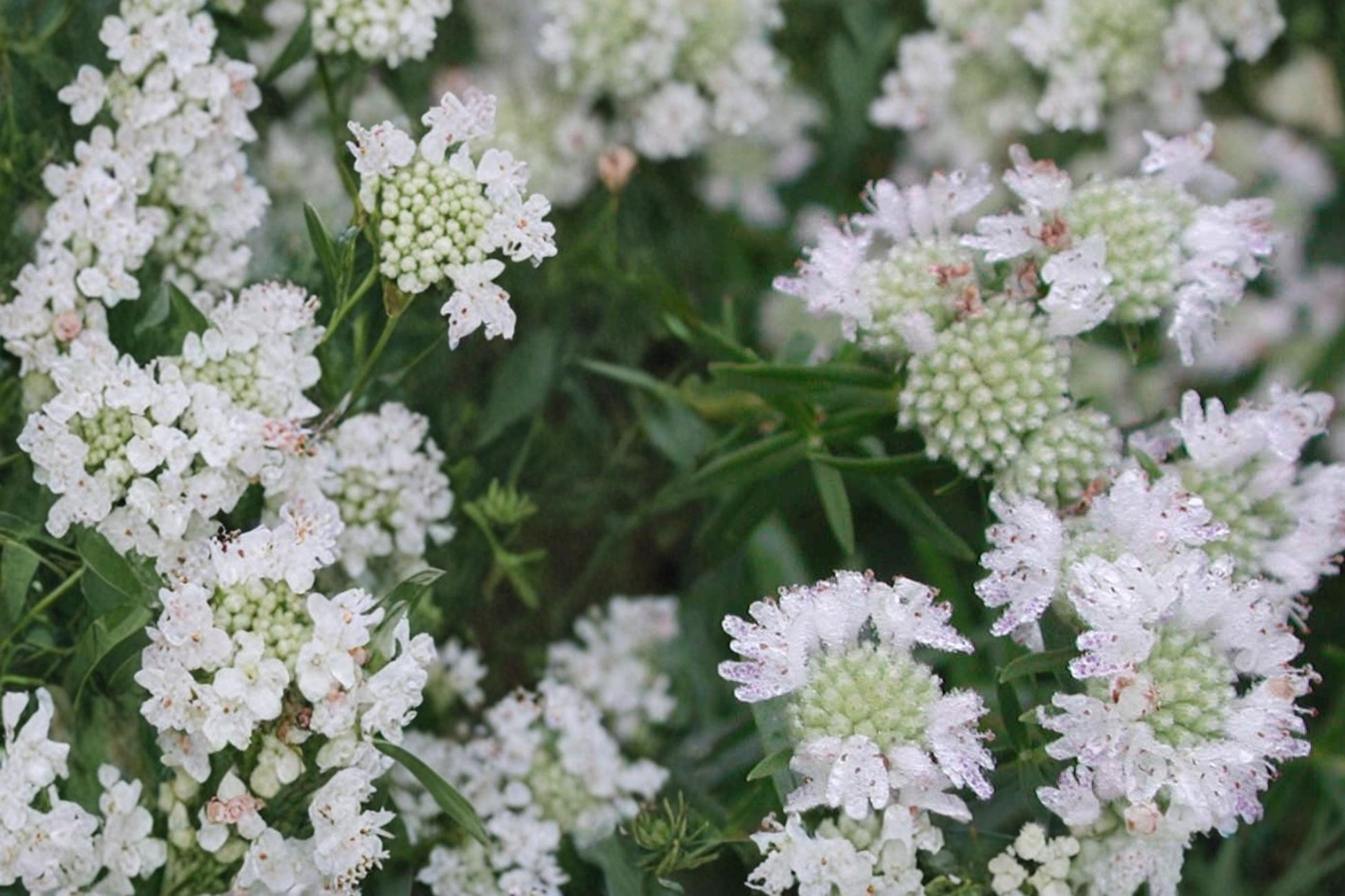 Mountain Mint Seeds - 100 Count - Pycnanthemum virginianum - Aromatic Perennial with White Flowers - Native Wildflower Seeds