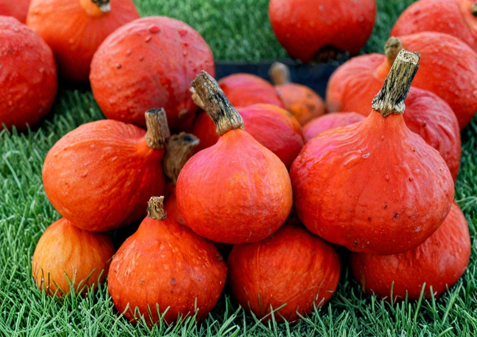 Japanese Red Kuri Squash Seeds - 10 Organic Uchiki Kuri Heirloom Vegetable Seeds for Garden Planting, Sweet Nutty Winter Squash