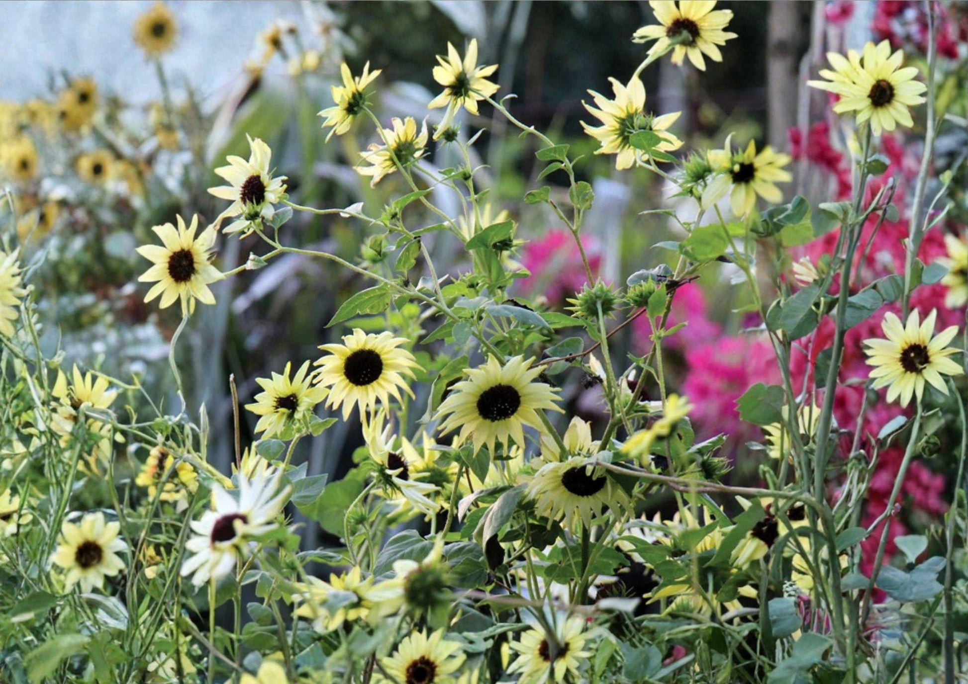 50+ Italian White Sunflower Seeds - Tall Heirloom Non-GMO Rare Flower Seeds for Garden Planting - Helianthus annuus