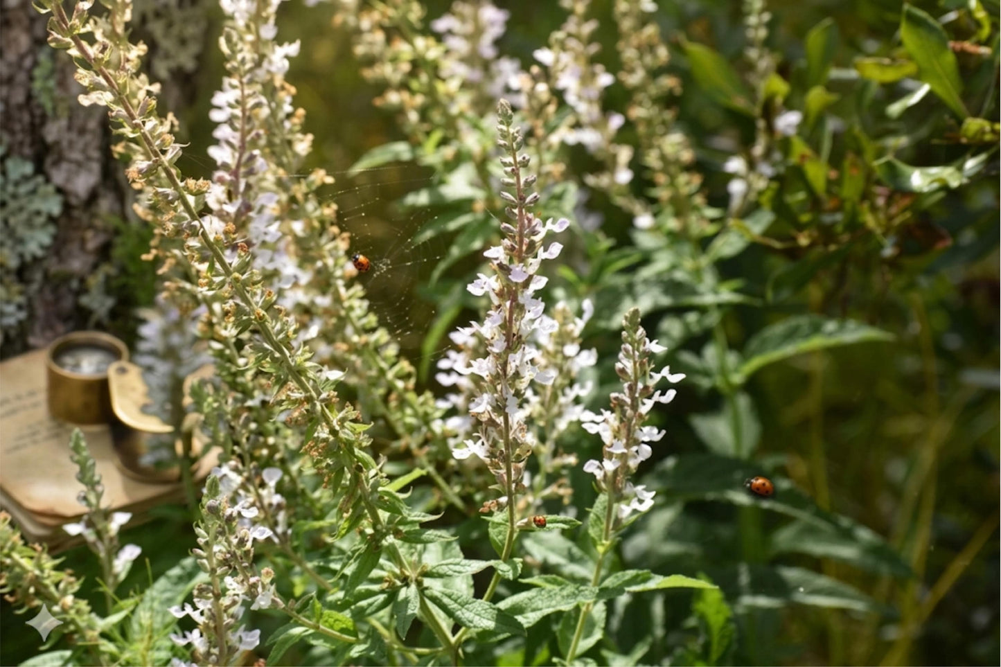 American Germander Seeds (40) | Lavender-Pink Blooms | Teucrium canadense | Hardy Native Wildflower for Pollinators
