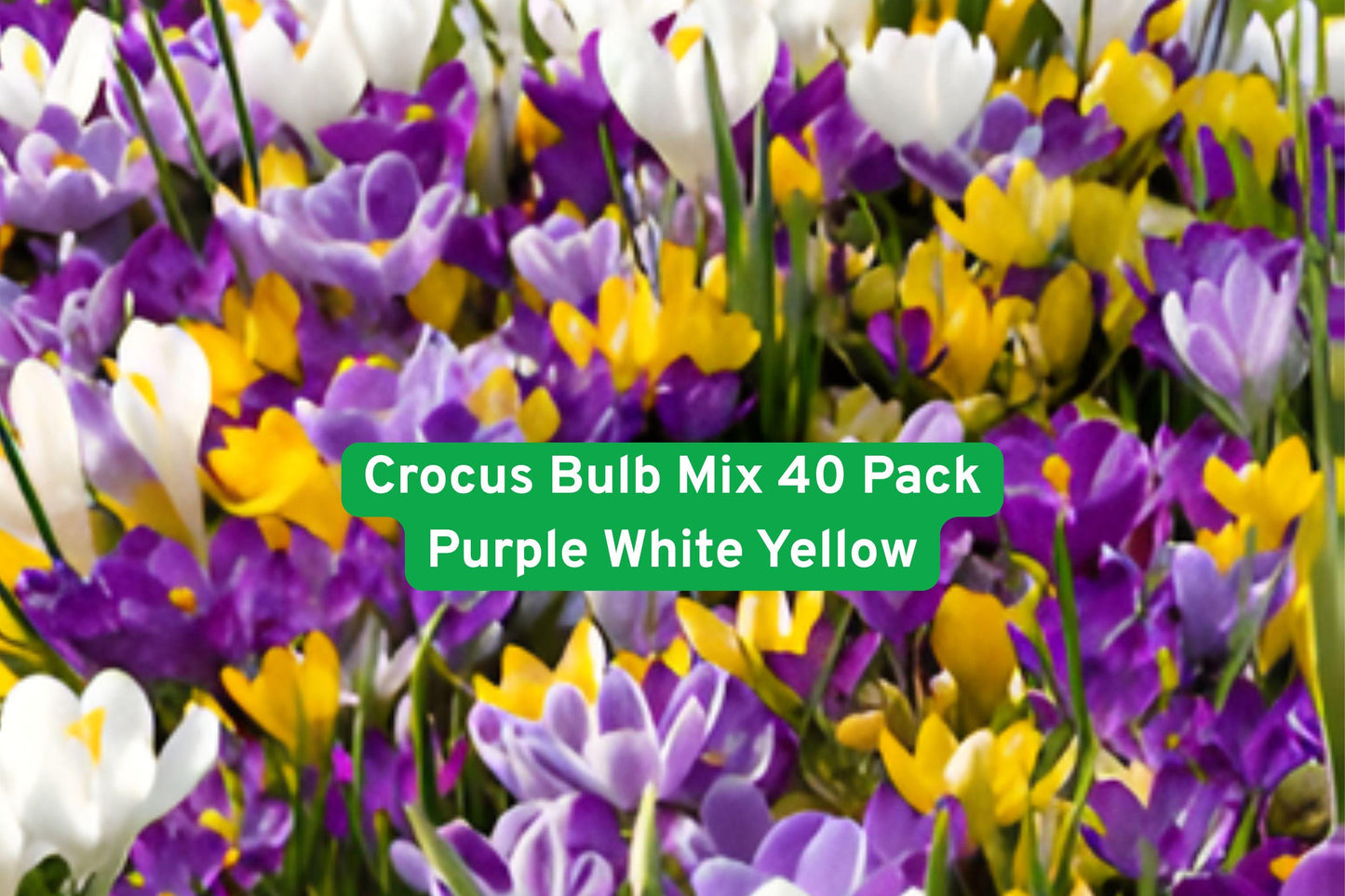 Crocus Bulb Mix 40 Pack - Purple White Yellow Flowers - Crocus spp. Perennial Bulbs for Spring Garden Naturalizing