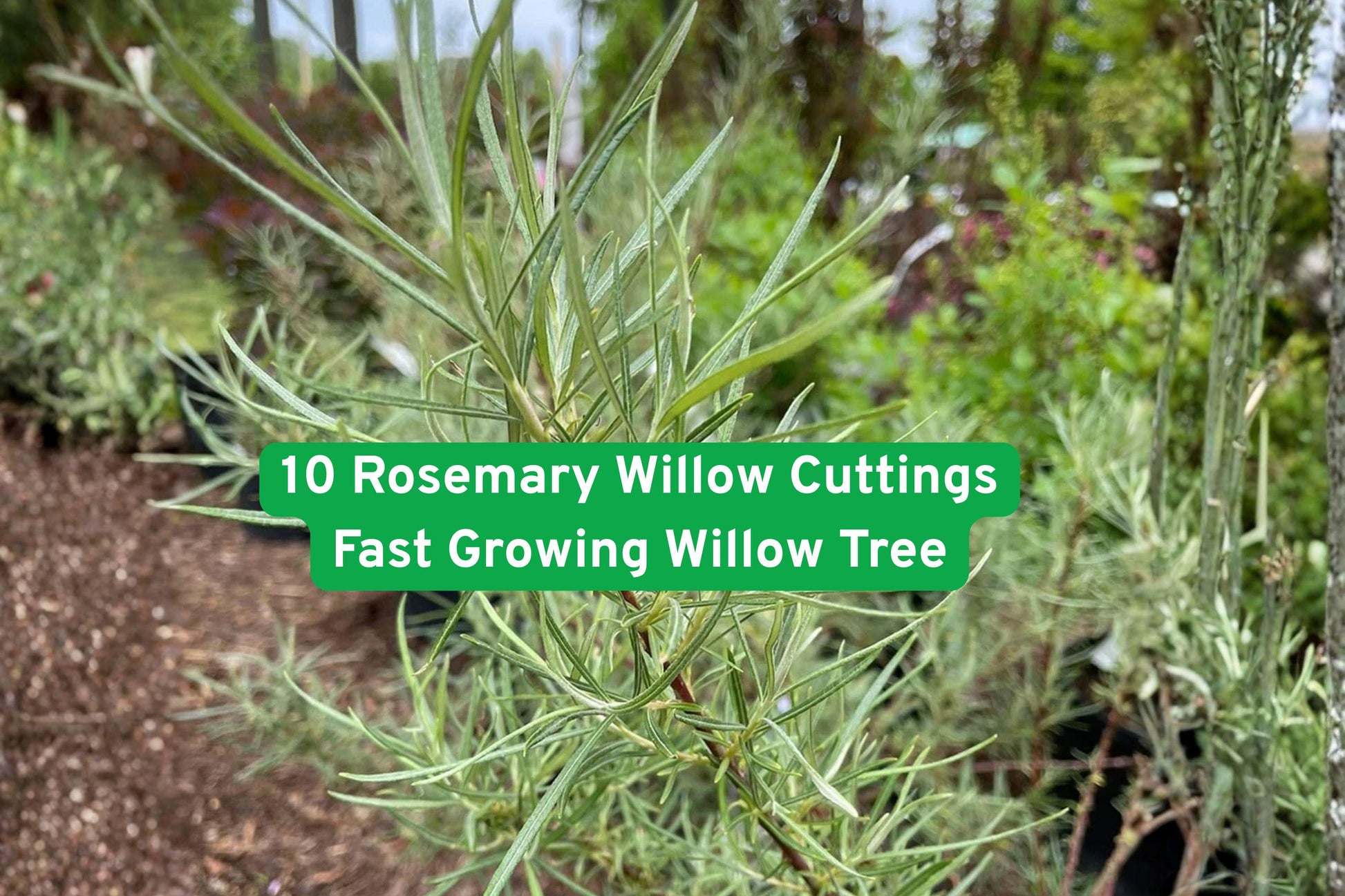 10 Rosemary Willow Cuttings - Fast Growing Willow for Privacy Hedge & Bonsai - Salix spp. - Elegant Green Foliage, Bare Root