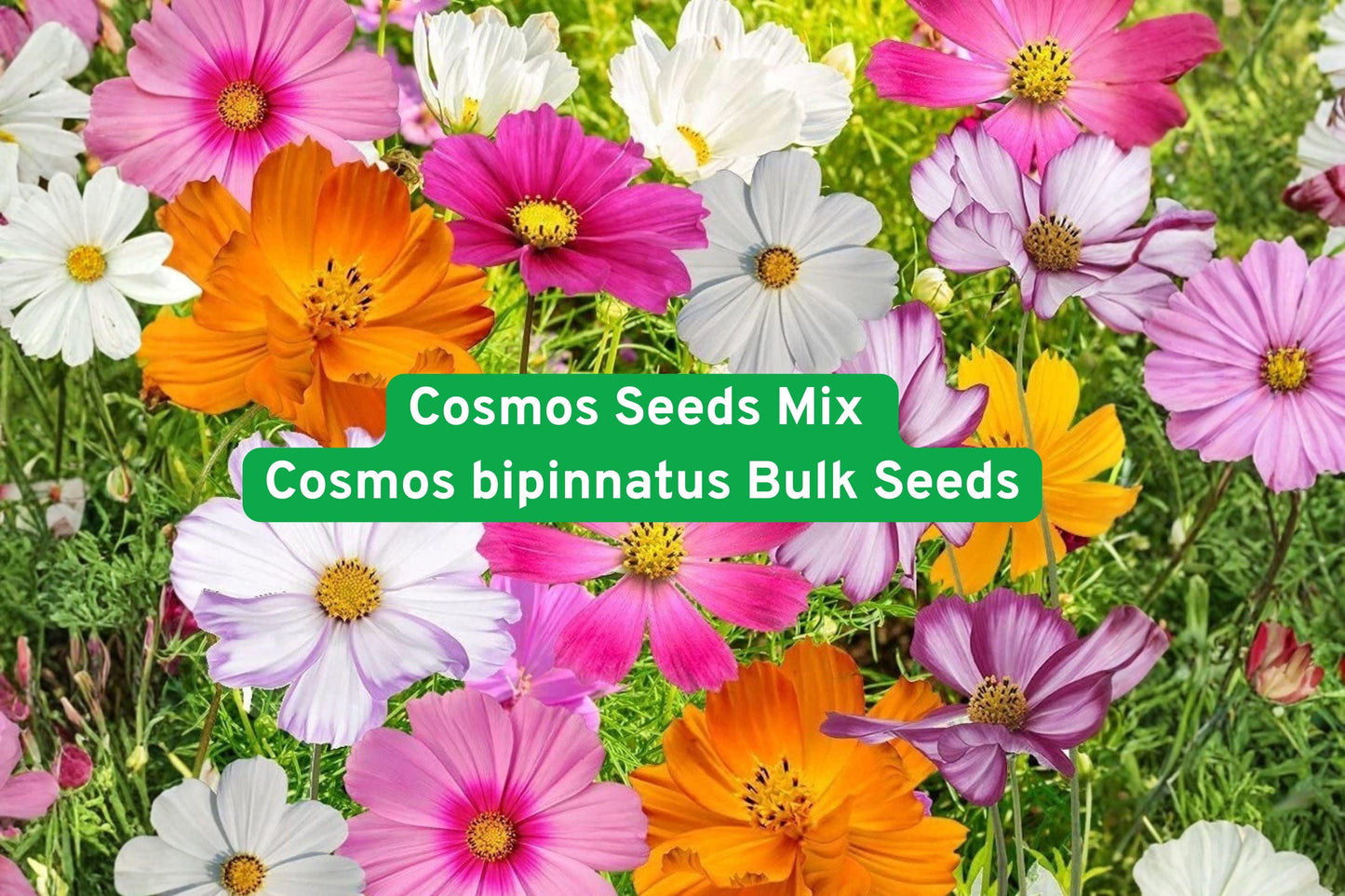 Cosmos Seeds Mix - Bulk Wildflower Garden Seeds, Mixed Colors, Non-GMO, Cosmos bipinnatus - Attracts Pollinators, Easy to Grow