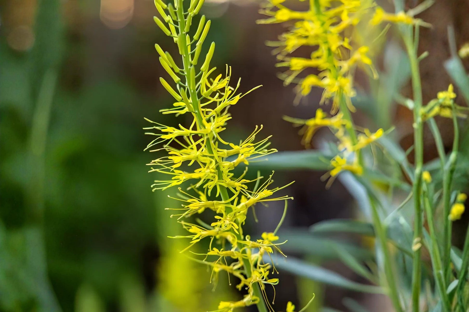 Prince’s Plume Seeds - 40 Count - Bright Yellow Wildflower - Stanleya pinnata - Drought-Tolerant Xeriscaping Plant