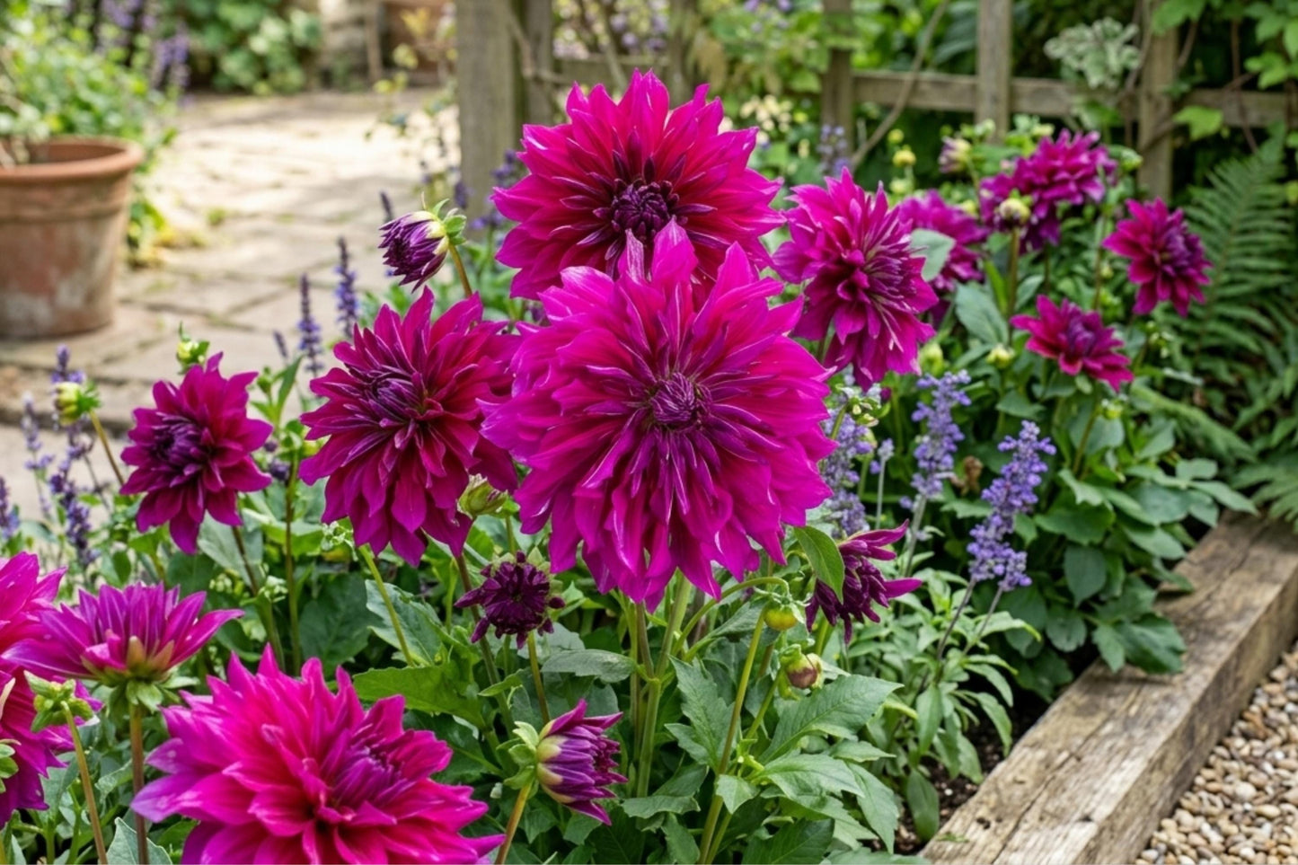 Purple Taiheijo Dahlia Bulb Tuber Clump - Perennial Flower (Dahlia pinnata) - Vibrant Purple Blooms for Garden & Cut Flowers