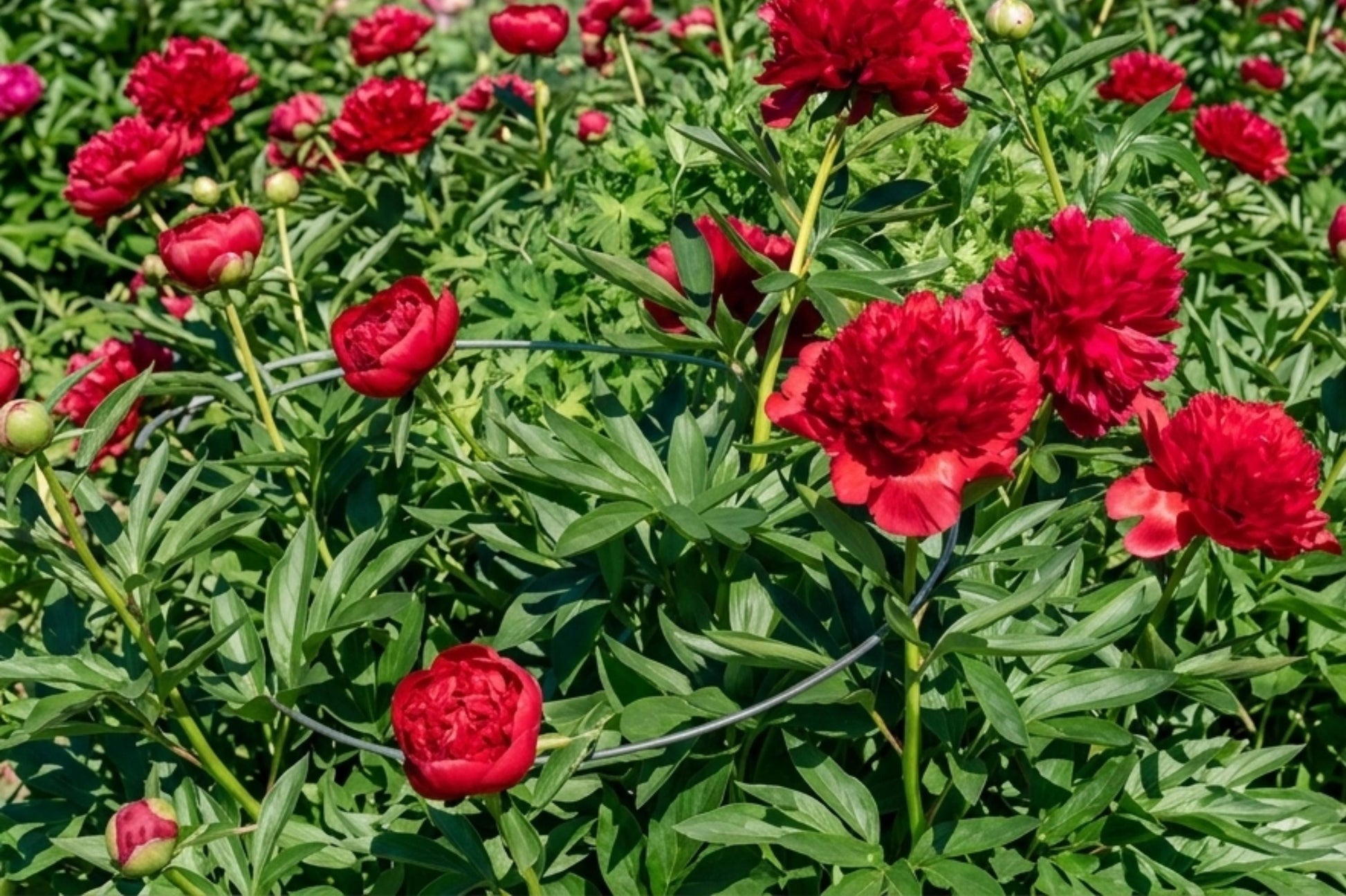Double Peony Bulb - Live Red Perennial Flower Plant - Paeonia lactiflora 'Diana Parks' - Easy to Grow, Attracts Pollinators