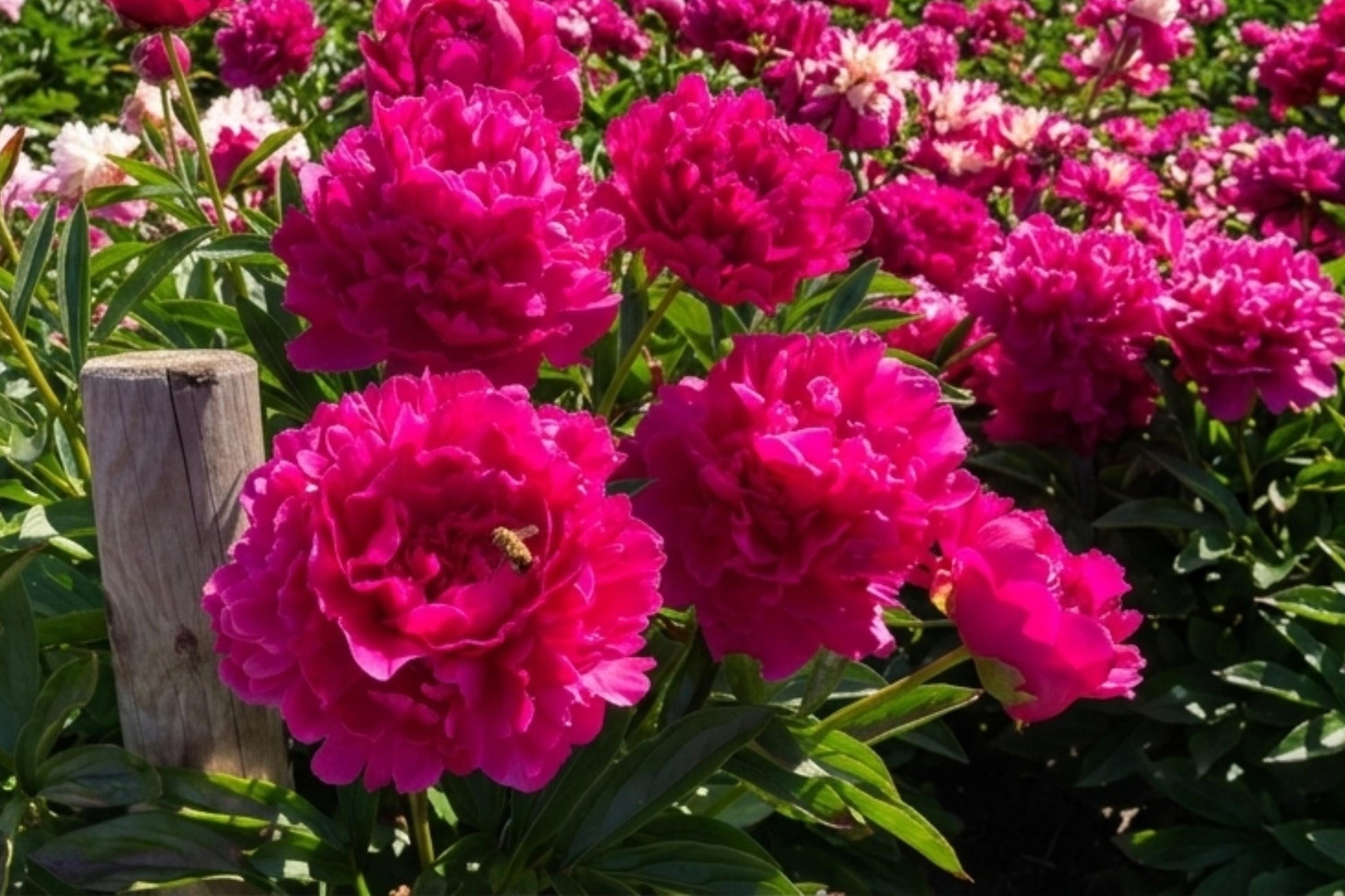 Felix Supreme Double Peony Bulb Root Plant - Paeonia lactiflora - Rare Perennial Flower for Vibrant Garden Color