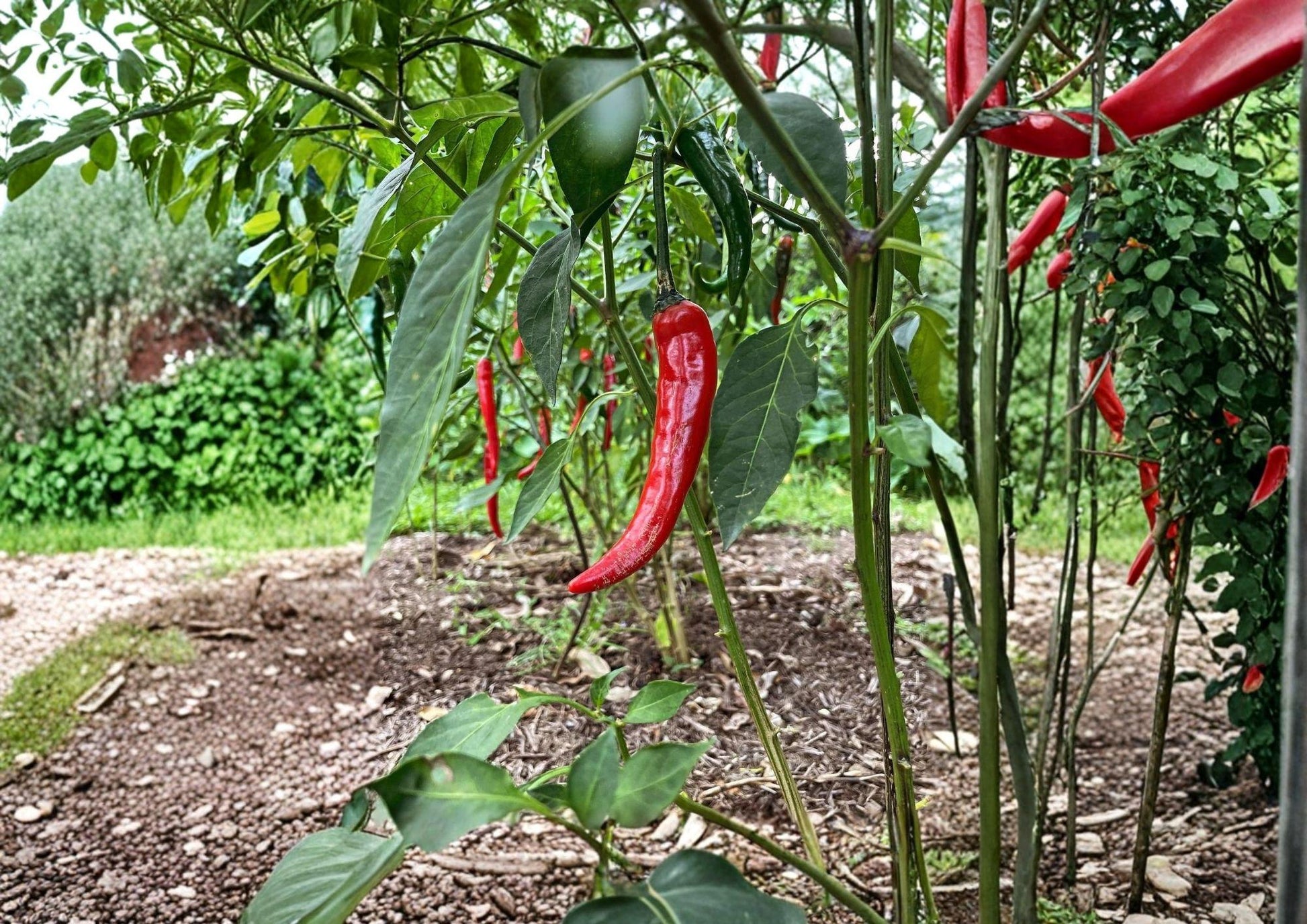 Cayenne Pepper Seeds - 50+ Heirloom Organic Non-GMO Fiesta Blend - Colorful Hot Pepper Seeds for Garden Planting
