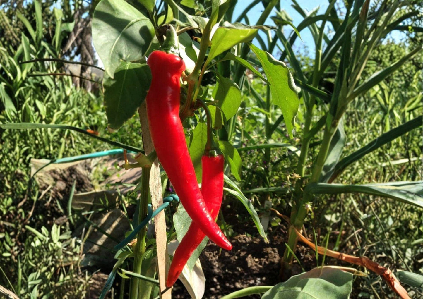 Large Red Cayenne Pepper Seeds - 50+ Heirloom Spicy Hot Pepper Seeds for Garden Planting - Capsicum annuum