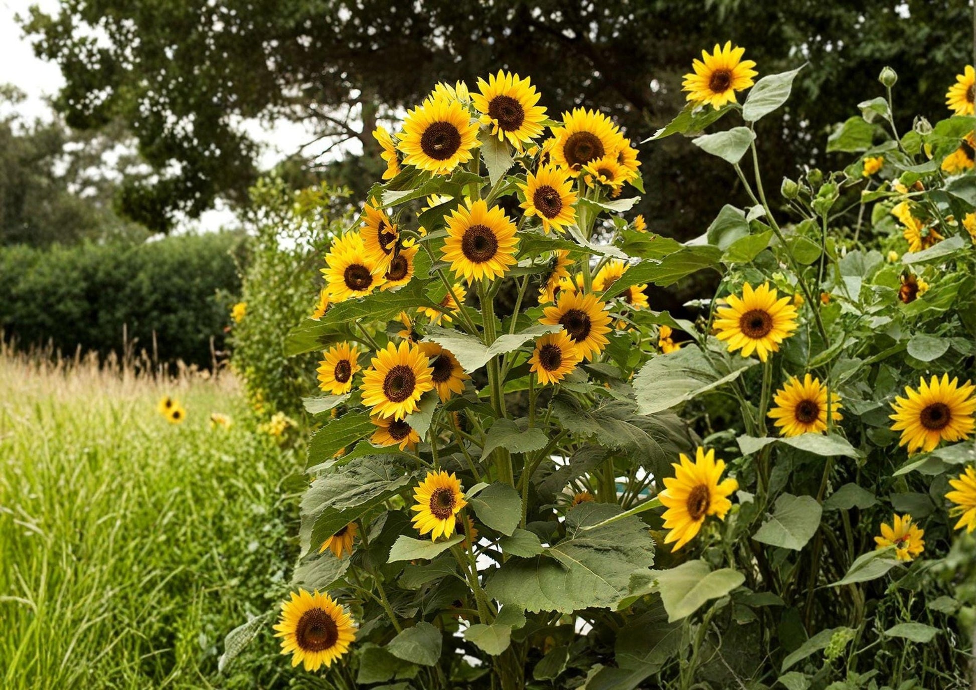 Black Oil Sunflower Seeds - 50+ Heirloom Non-GMO Fresh Flower Seeds for Garden Planting - Helianthus annuus