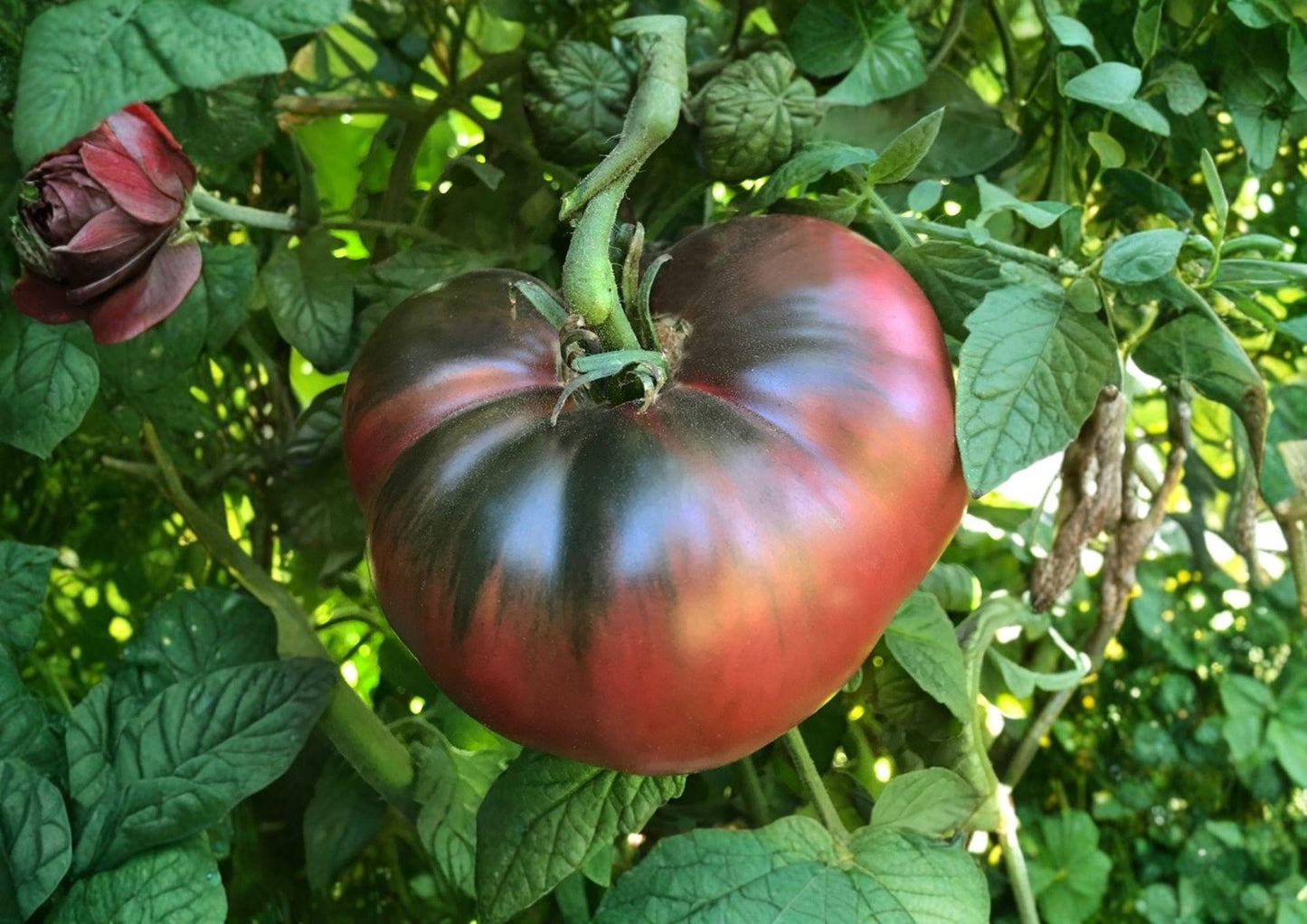 Black Krim Tomato Seeds - 120+ Heirloom Non-GMO Fresh Vegetable Seeds for Garden Planting (Solanum lycopersicum)