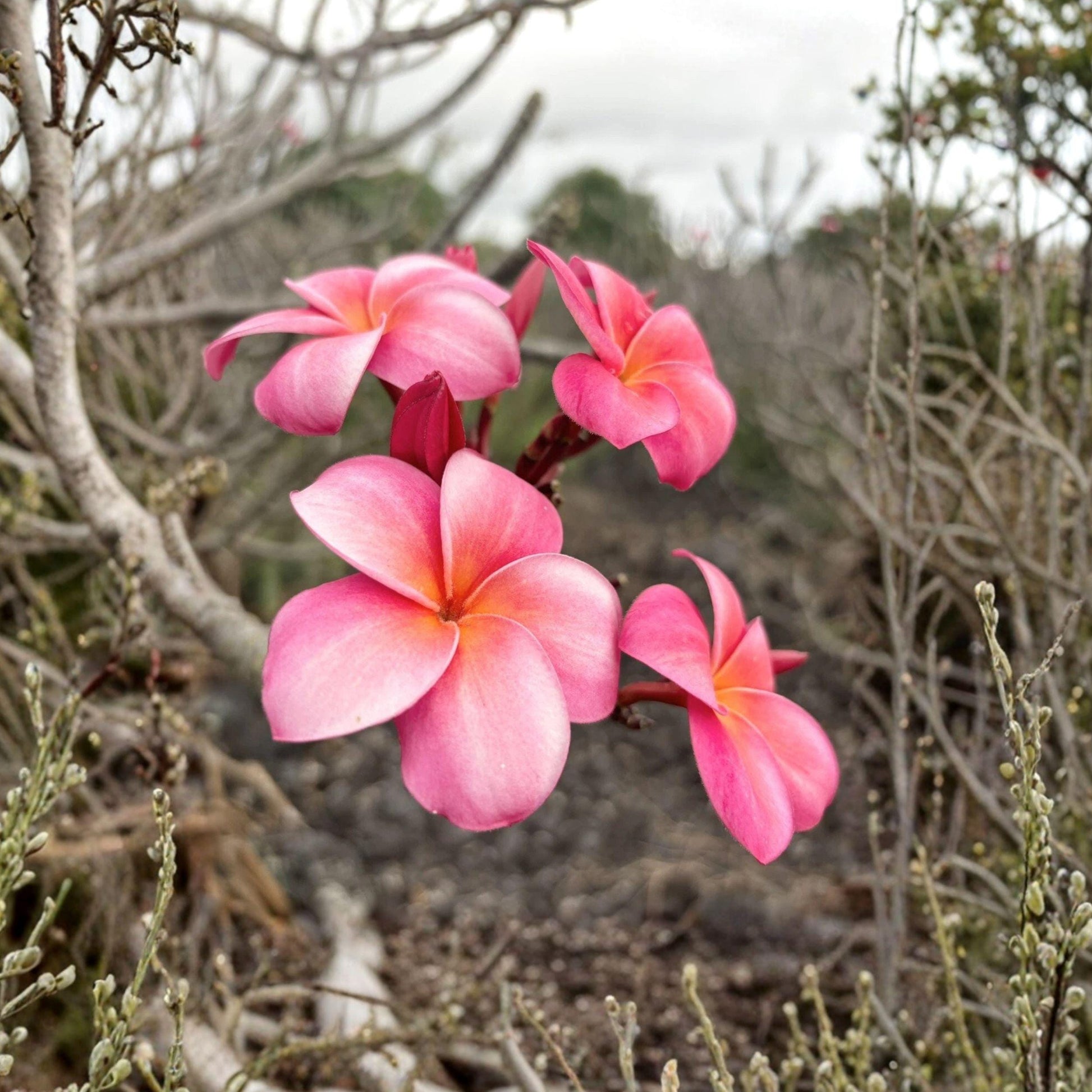 Pink Plumeria Cutting, 10 Inch Unrooted Live Plant, Tropical Frangipani, Plumeria rubra, Ideal for Propagation, Garden, Container
