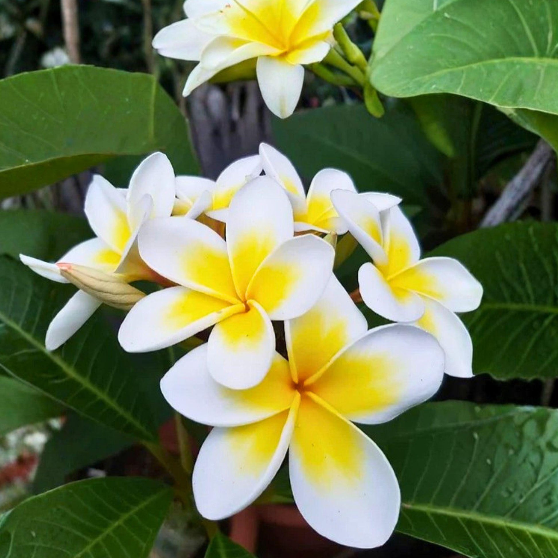 Unrooted Cutting 10 Inch Yellow Plumeria, Tropical Frangipani for Garden Planting - Plumeria rubra