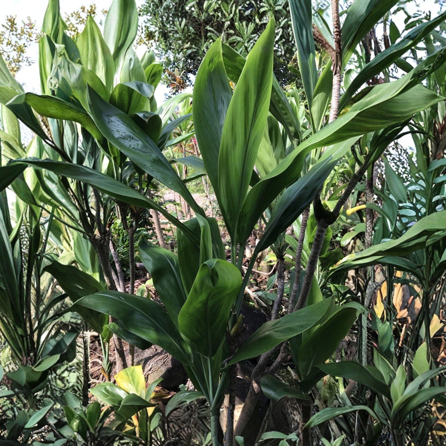 Green Ti Leaf Cuttings - 6 Inch Logs, Cordyline fruticosa Tropical Foliage for Propagation, Unrooted Plant Starter