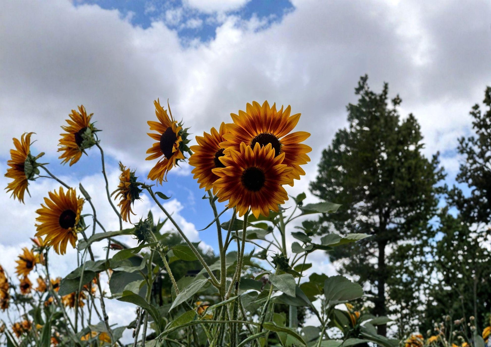 Indian Blanket Sunflower Seeds - 100+ Gaillardia Red Yellow Drought Tolerant Wildflower for Garden Planting