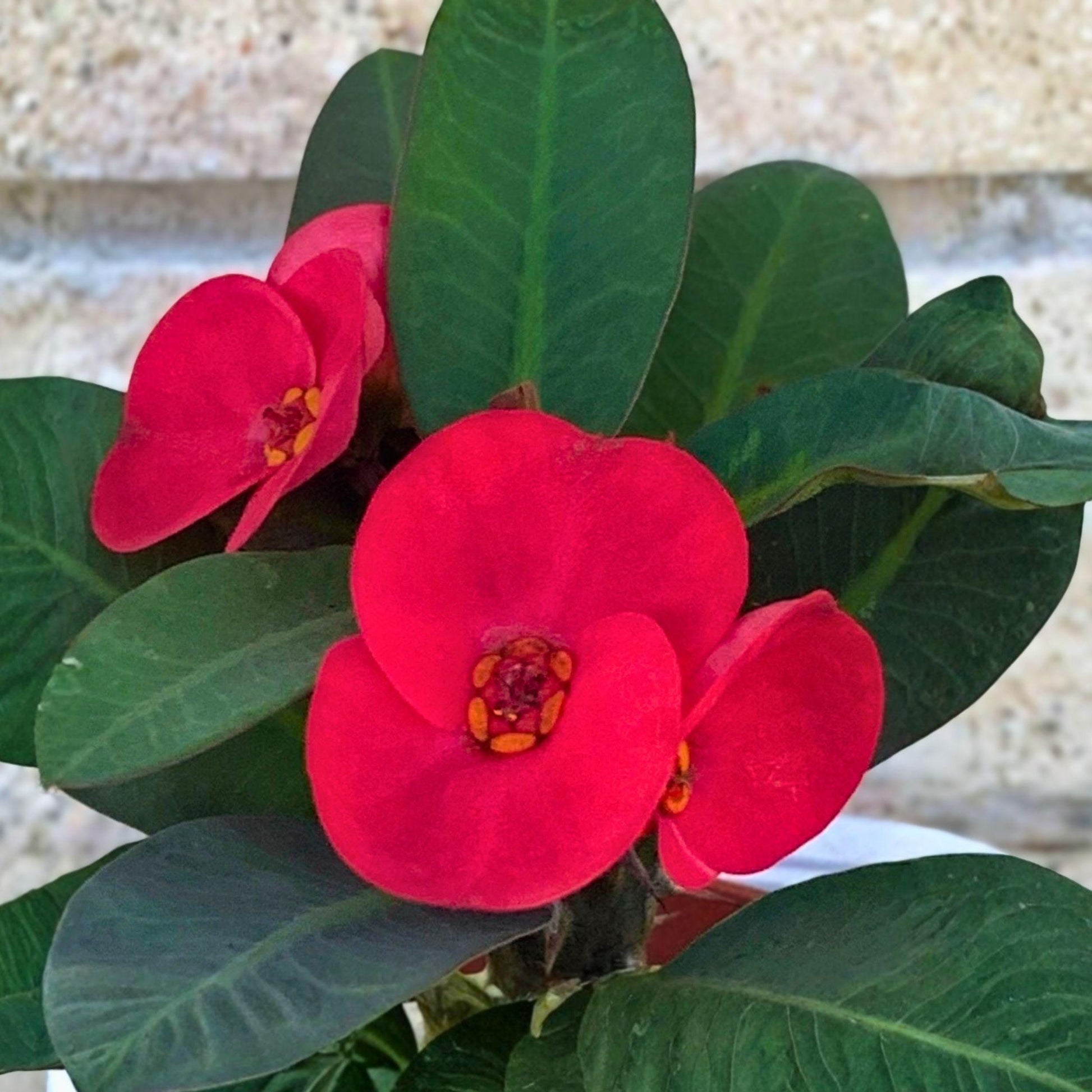 Euphorbia milii Scarlet Crown of Thorns Cutting – Succulent Plant Starter, Indoor & Outdoor Ornamental, Bright Red Bracts