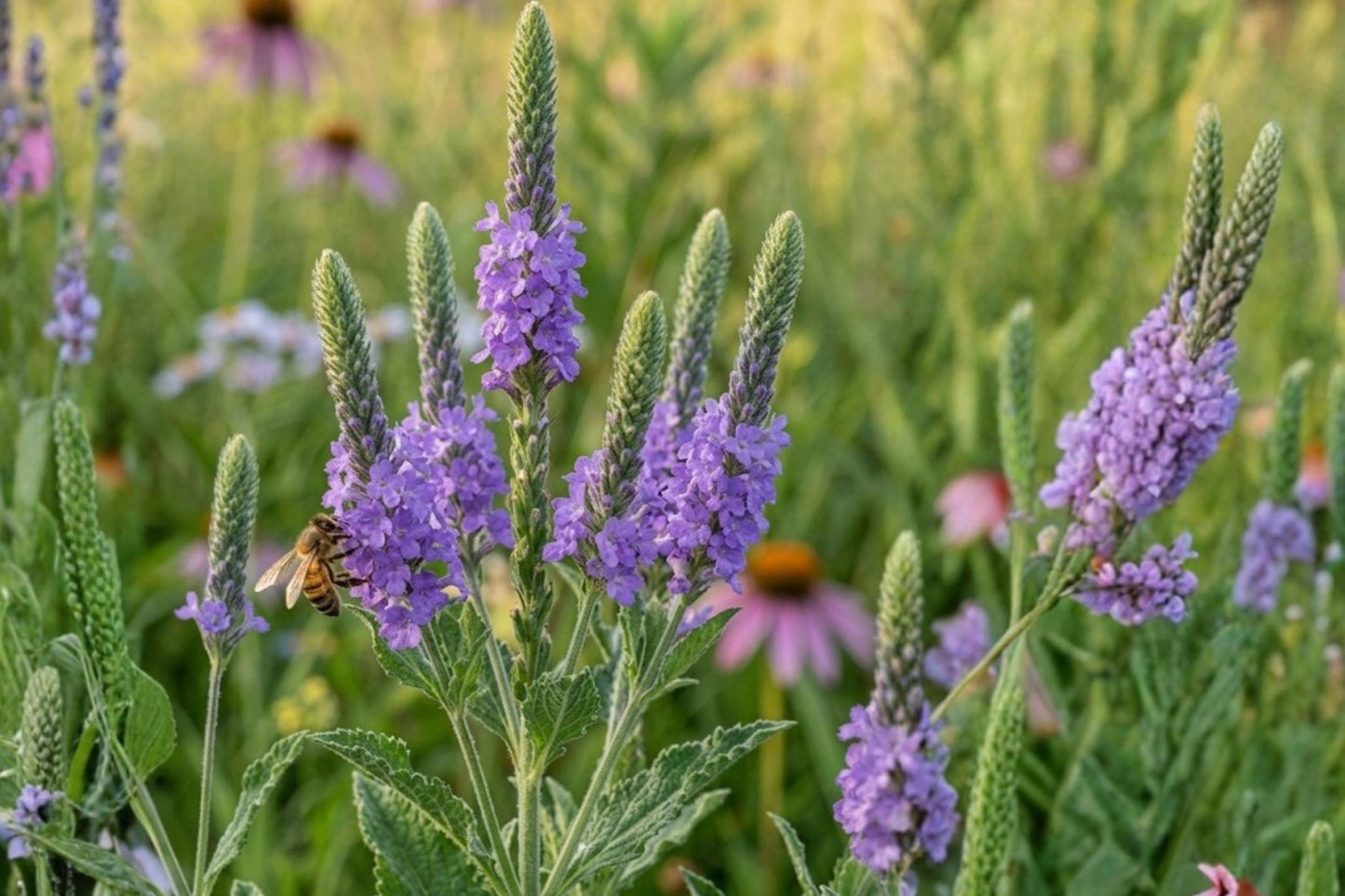 Hoary Vervain Seeds (100) - Deep Purple Wildflower for Pollinators, Verbena stricta - Native Prairie Garden Seeds